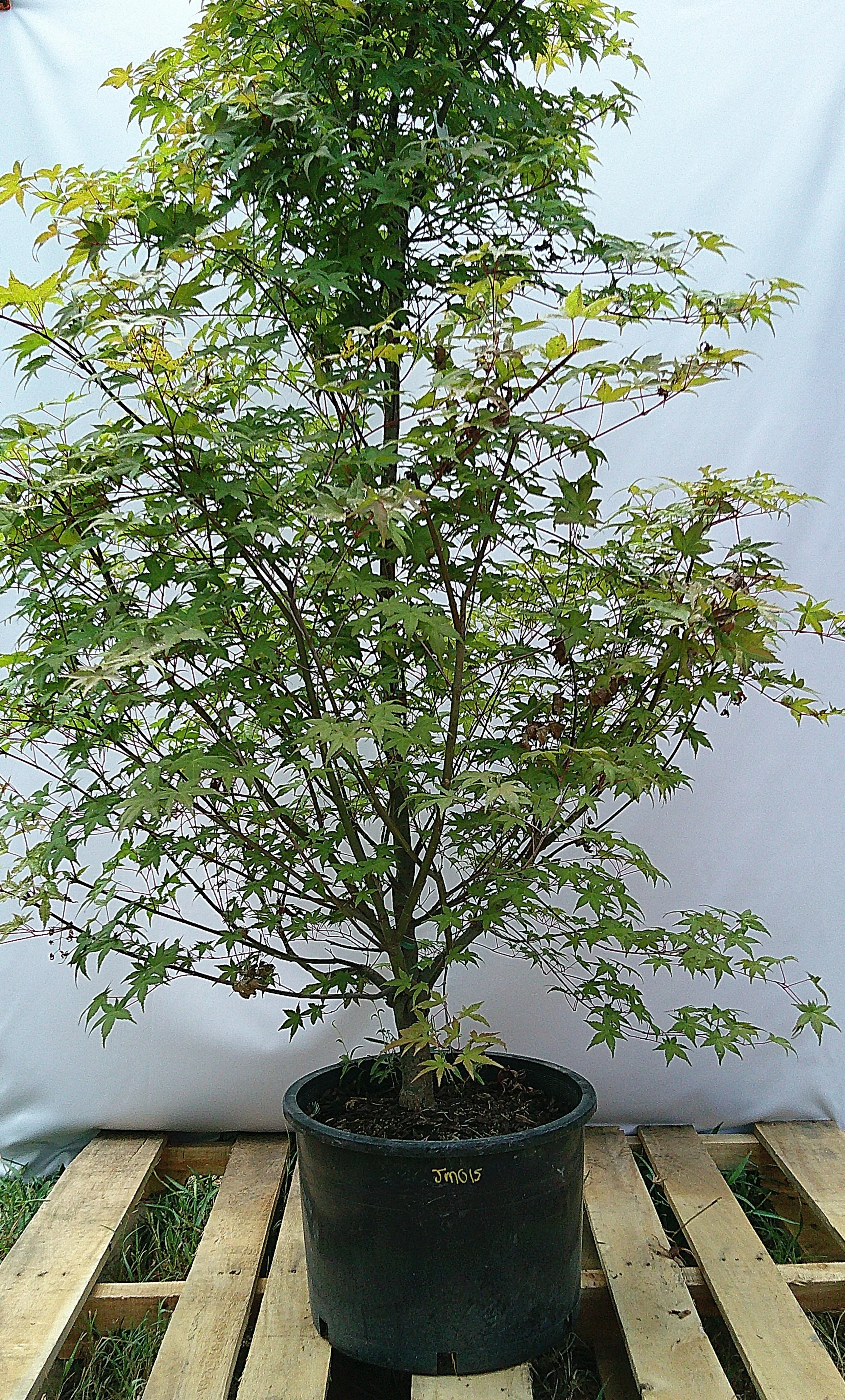 Large Shin Deshojo Japanese Maple JM015 showing its established trunk, broad branching structure and green summer foliage.