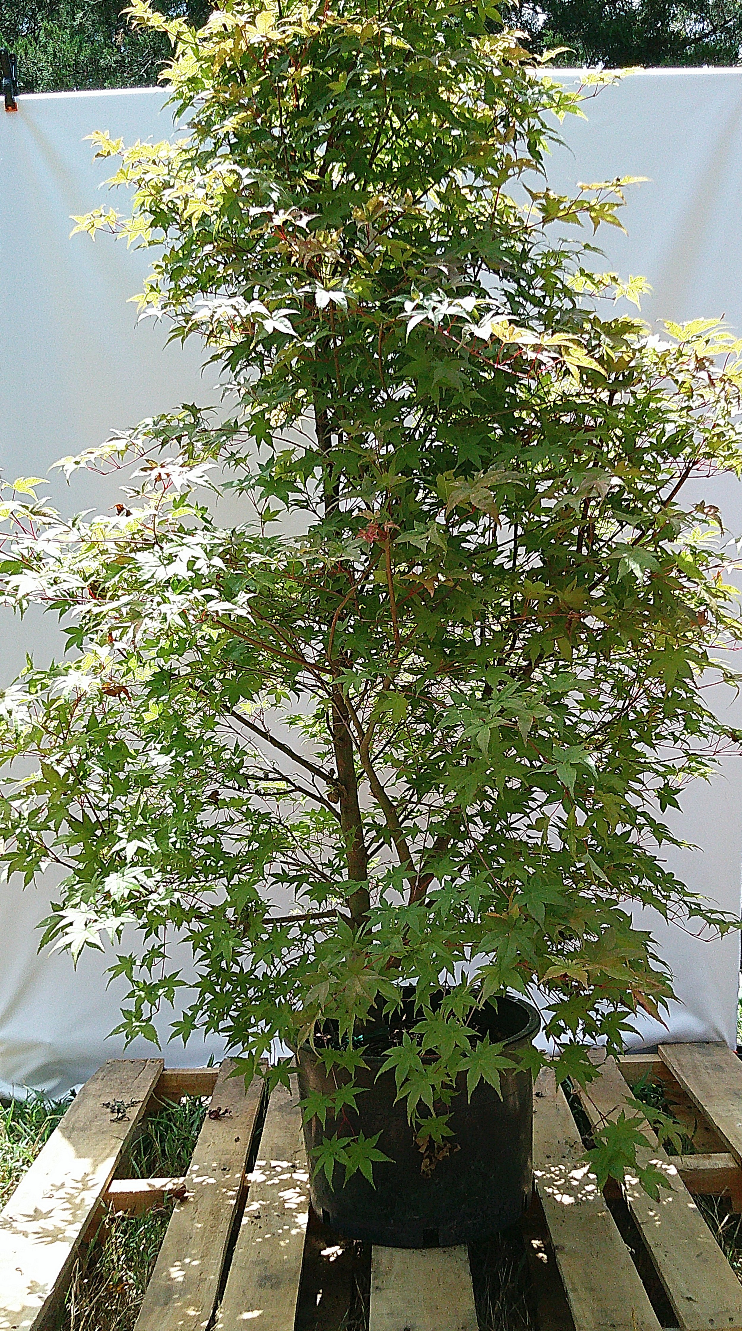 Large Shin Deshojo Japanese maple JM019 with a tall upright form and full green summer canopy