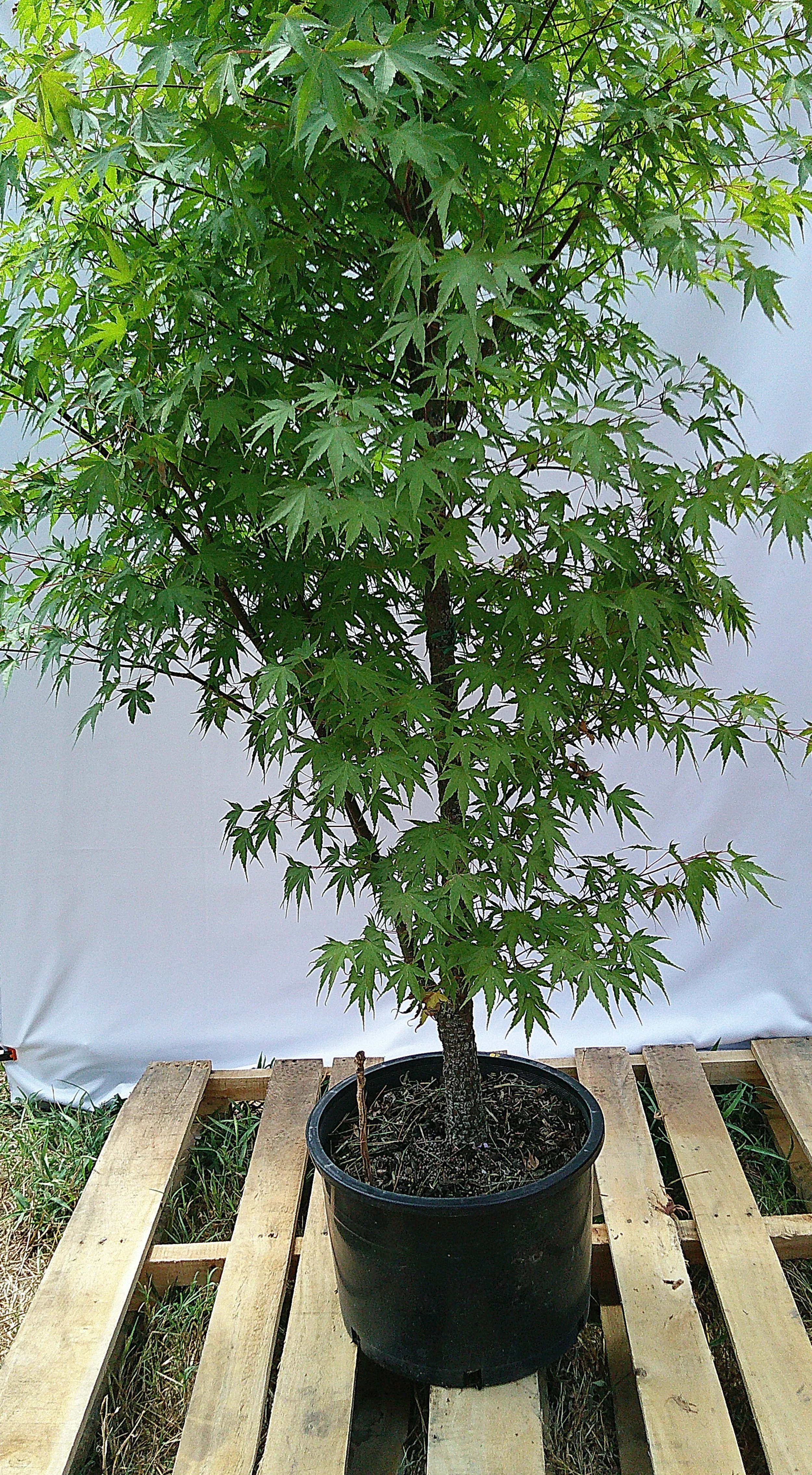 Specimen Arakawa Japanese Maple JM014 with mature rough-barked trunk and broad green canopy.