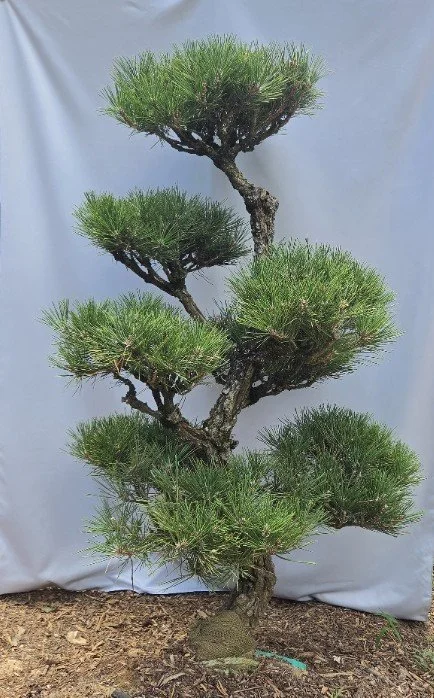 Hakuho Japanese Black Pine 4-5 ft sculpted specimen tree with mature trunk and layered foliage pads
