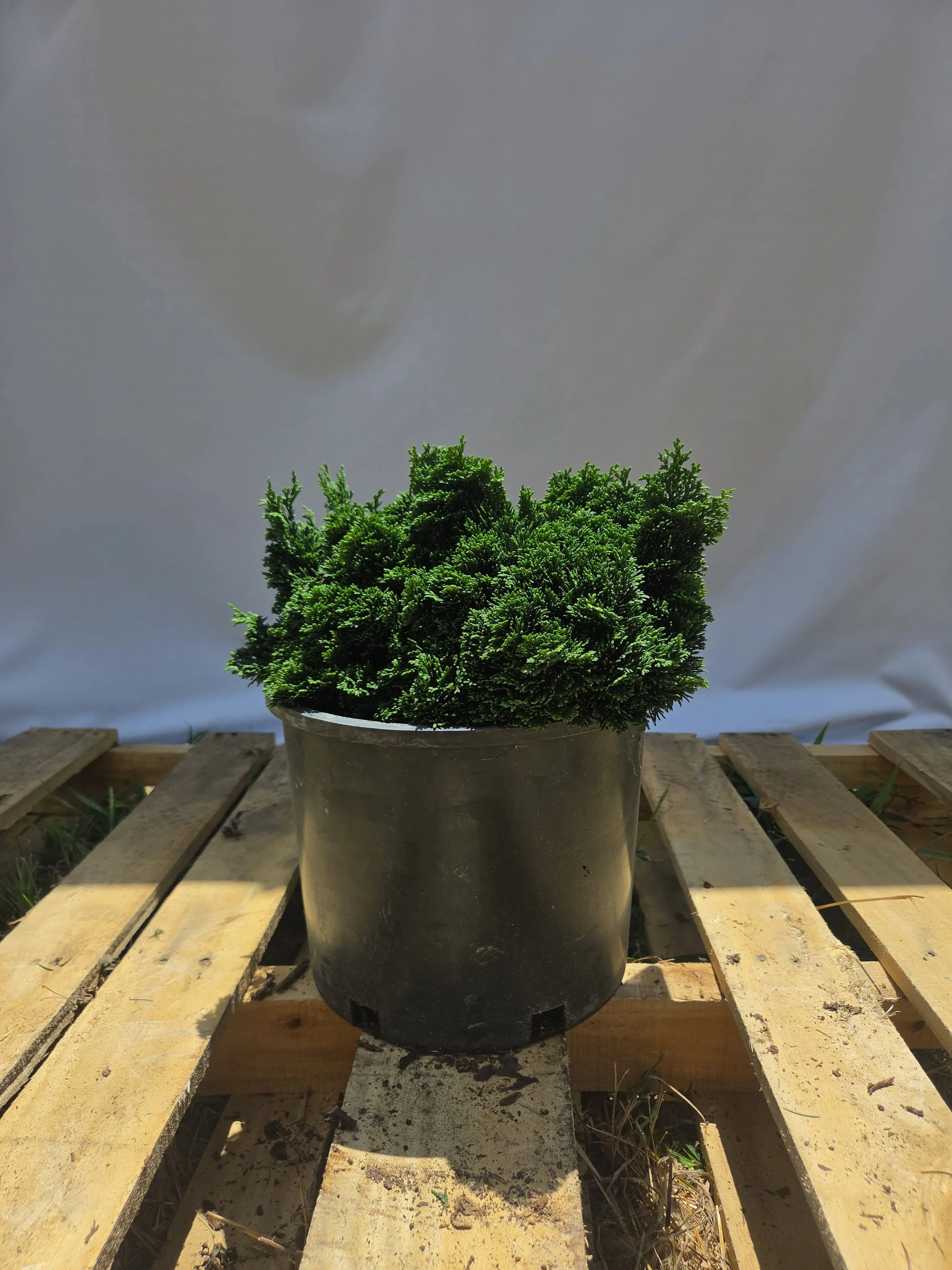 Chamaecyparis obtusa Nana 3 gallon dwarf Hinoki Cypress specimen
