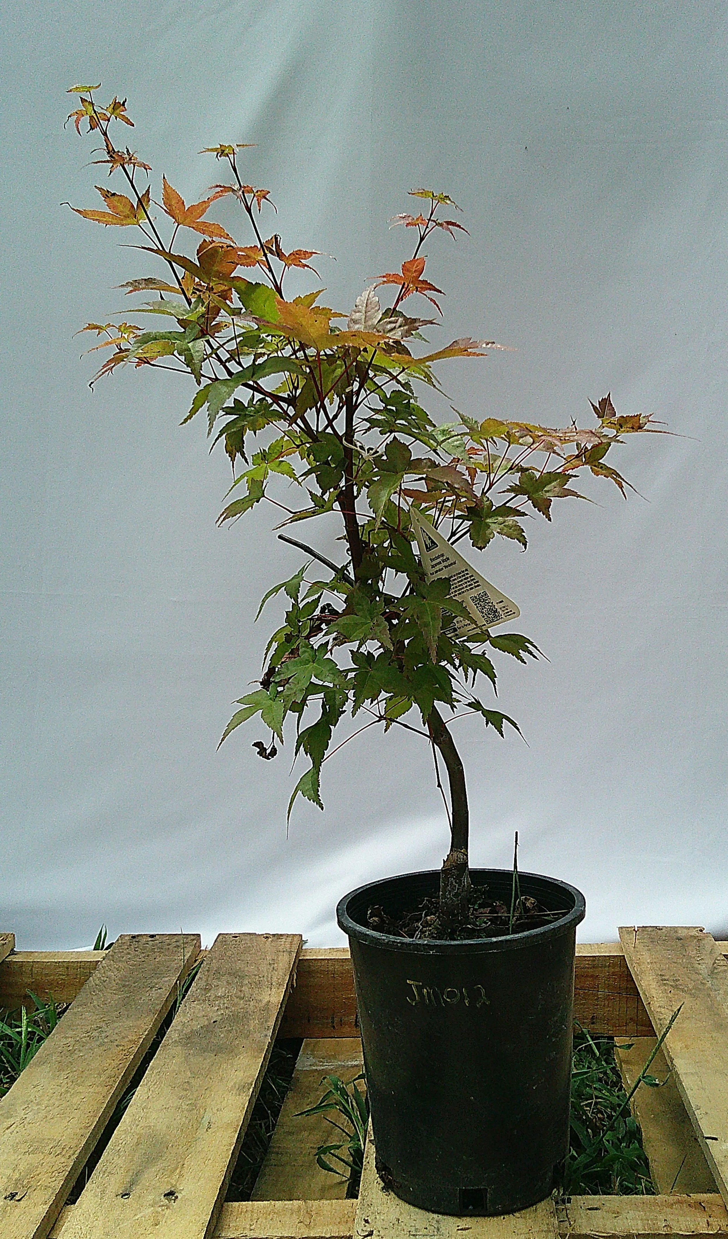 Shin-deshojo Japanese maple JM012 full tree showing curved trunk and branching for sale in Austin Texas
