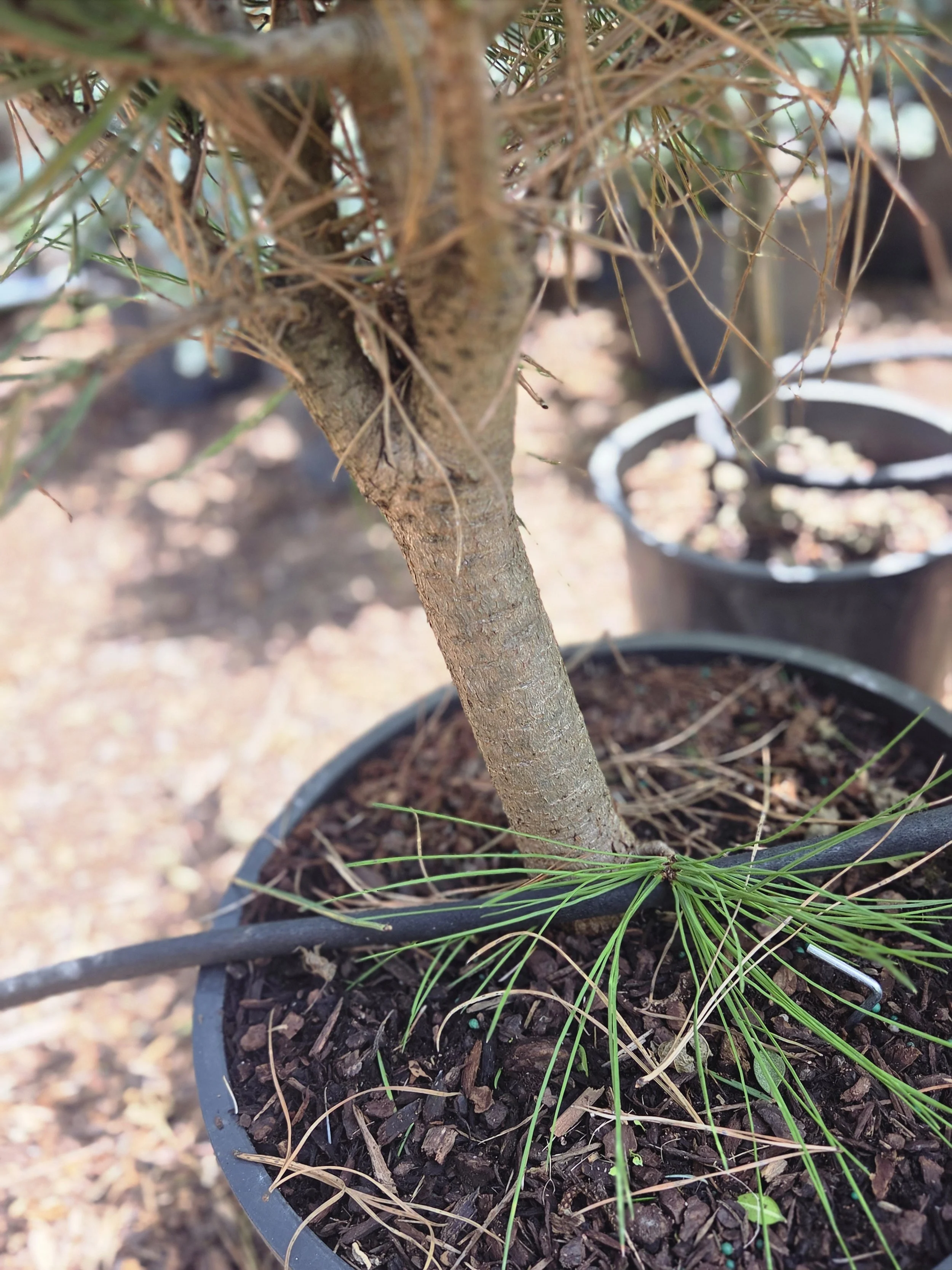 Mature trunk detail on 6 gallon Ponderosa Pine Pinus ponderosa