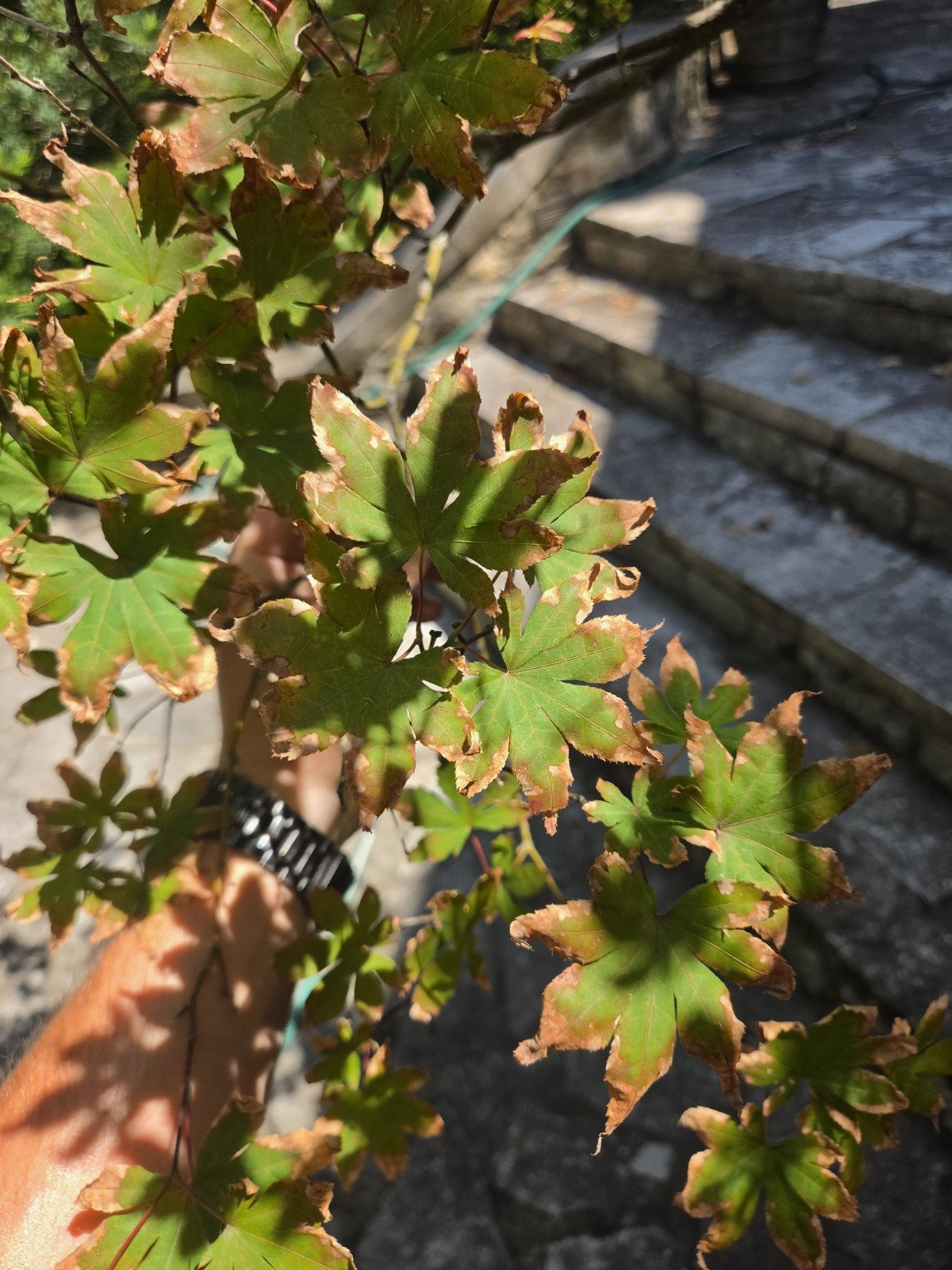 Japanese maple leaves showing summer leaf scorch and heat stress in Austin, Texas.