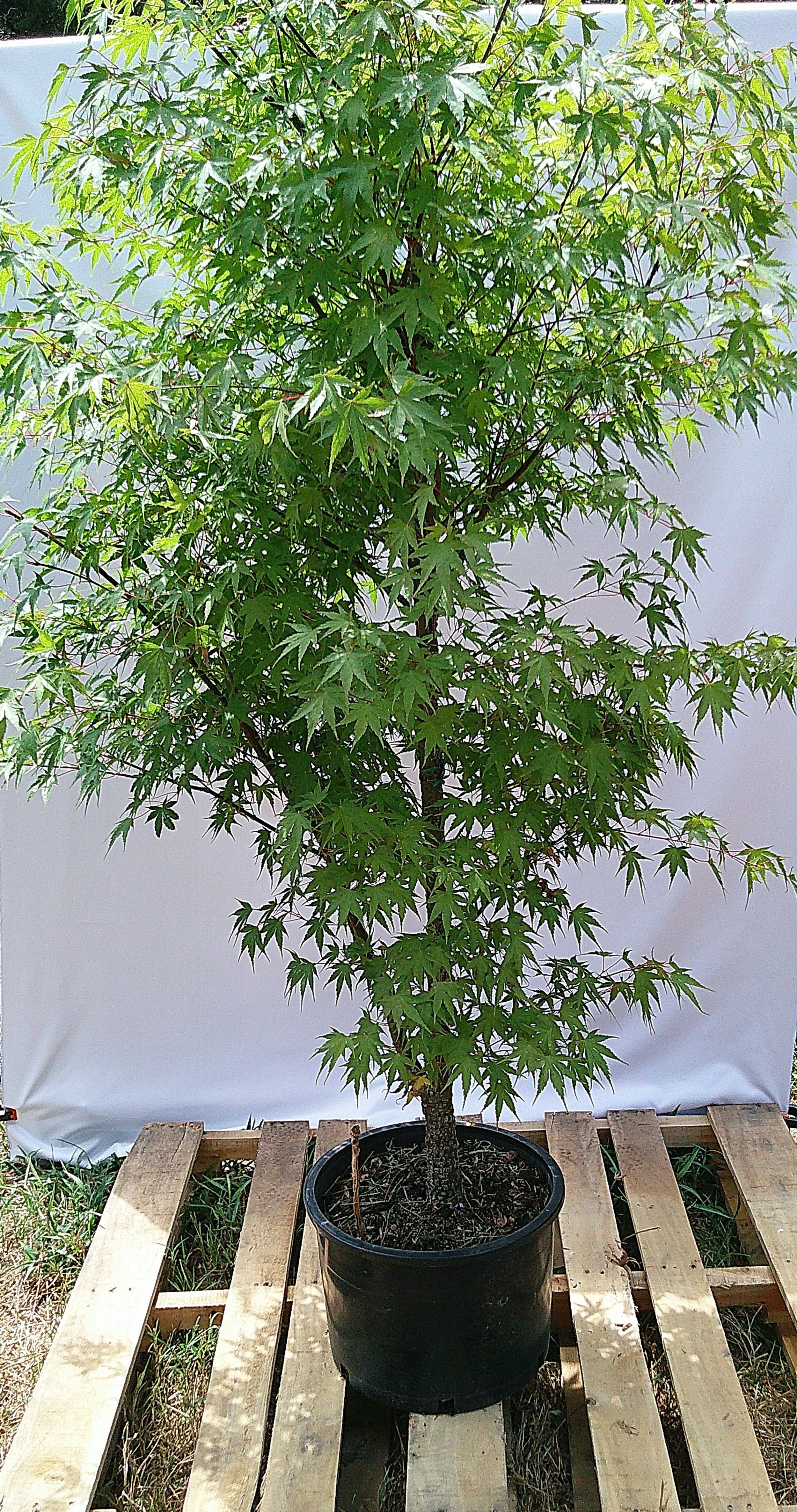 Arakawa Rough Bark Japanese Maple JM014 showing dense green palmate foliage and mature upright structure.