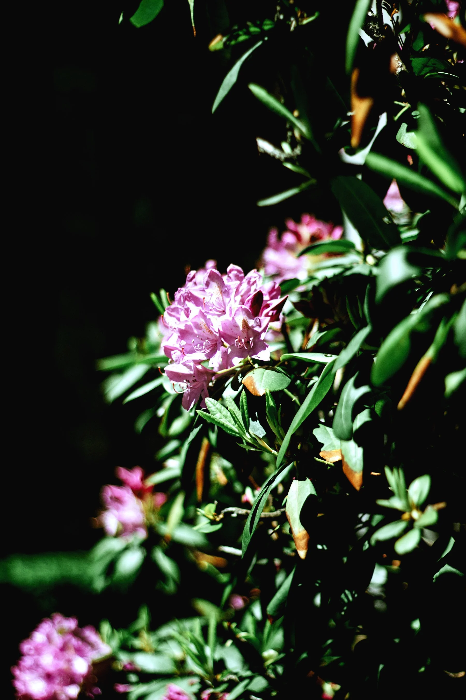 bloomKeepOnRollingPhotography05162601.jpg