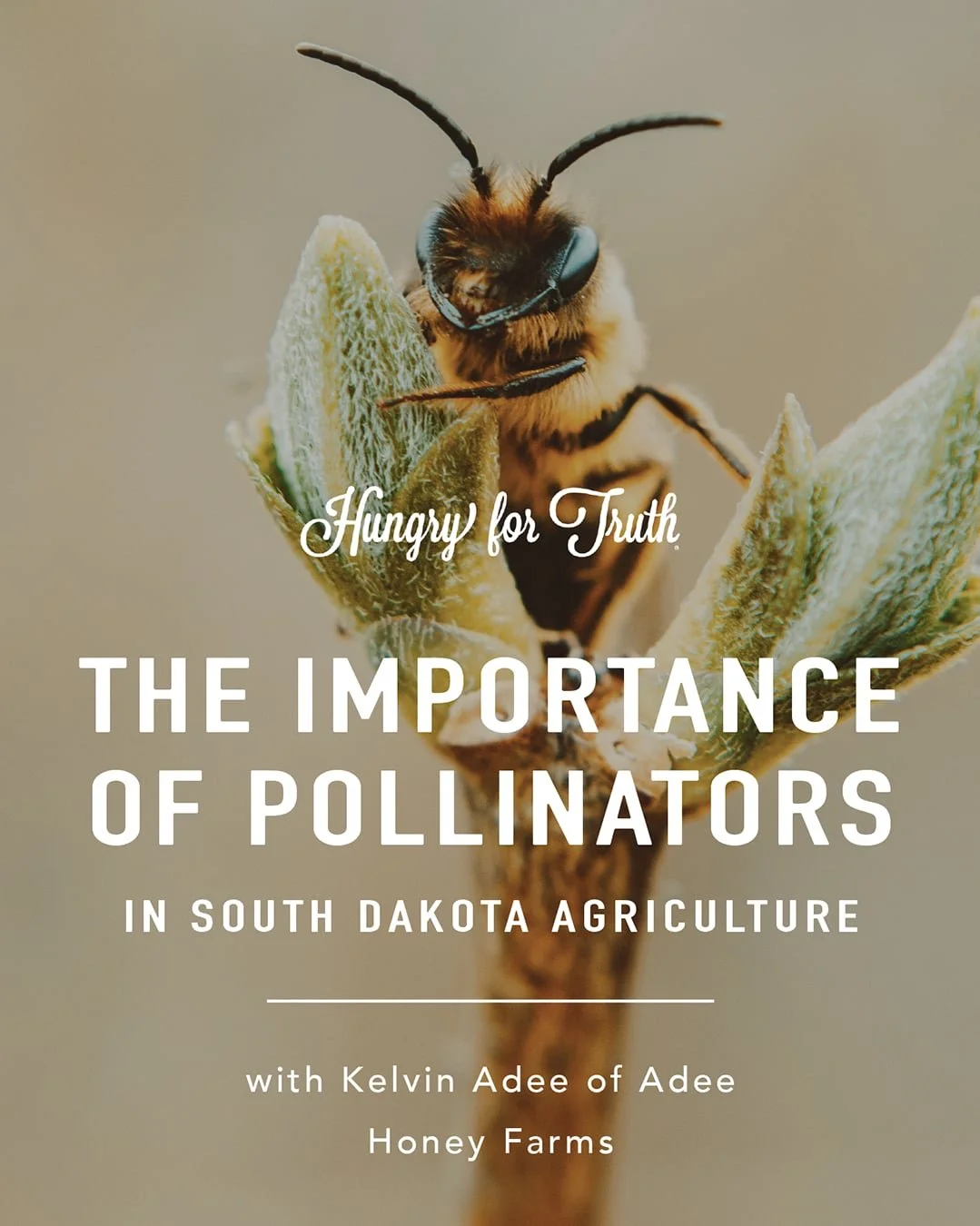 HFT_The+Importance+of+Pollinators+in+South+Dakota+Agriculture_insta+1_compressed.jpg