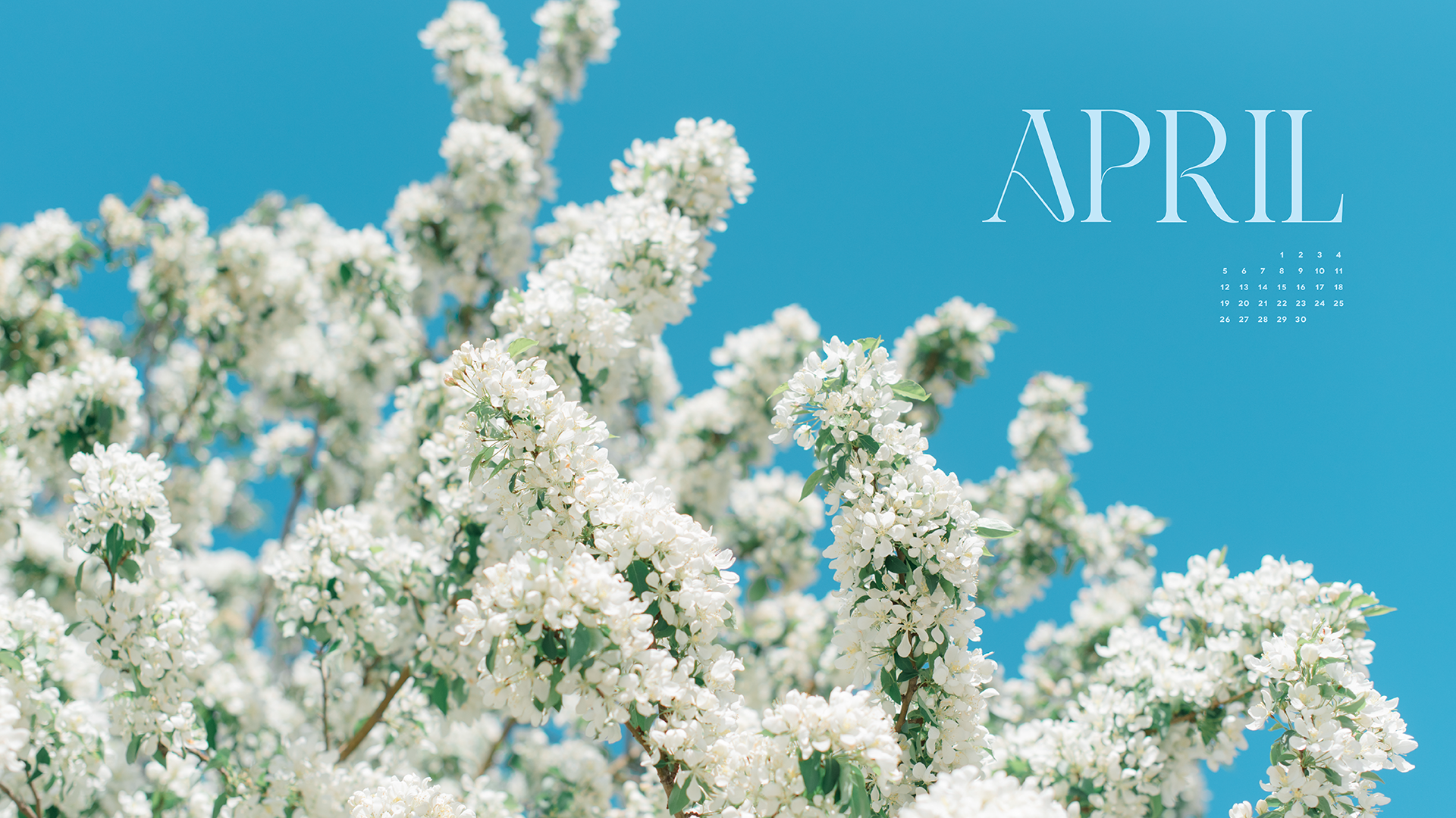 Blooming tree with white florals and april calendar