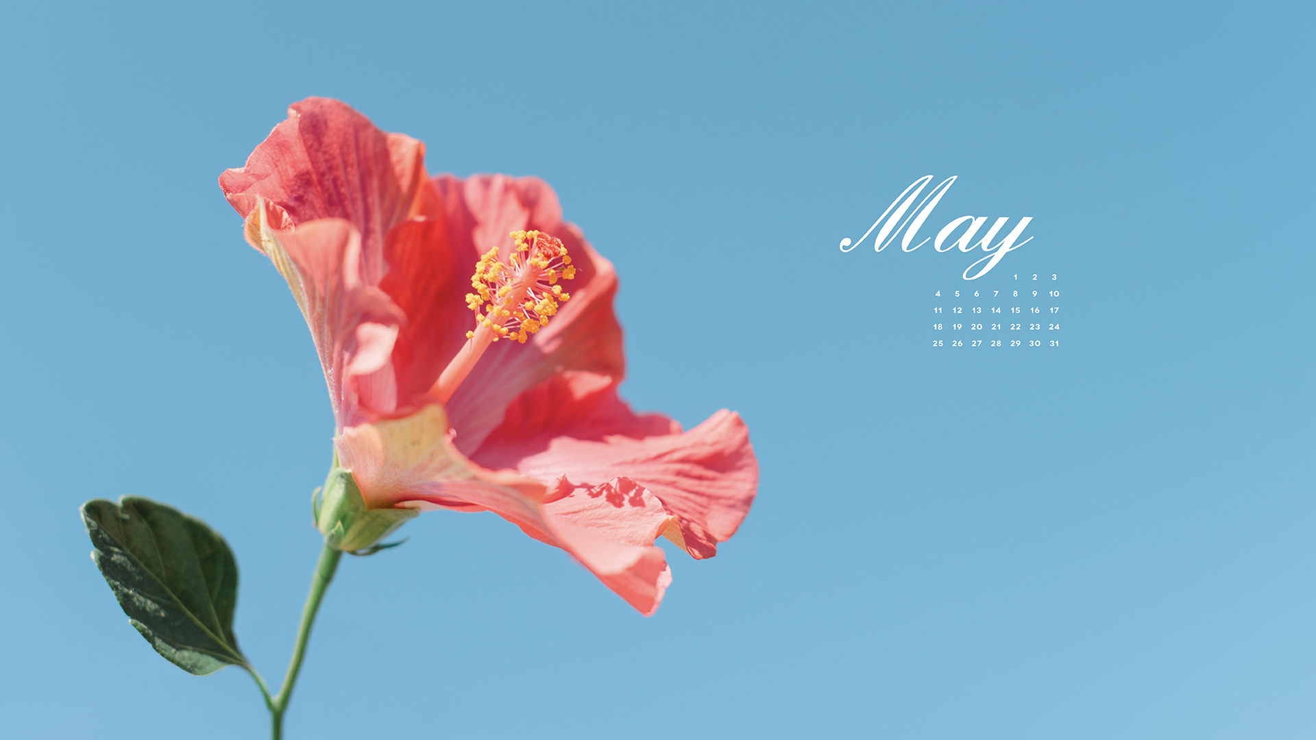 pink flower on blue background with May calendar