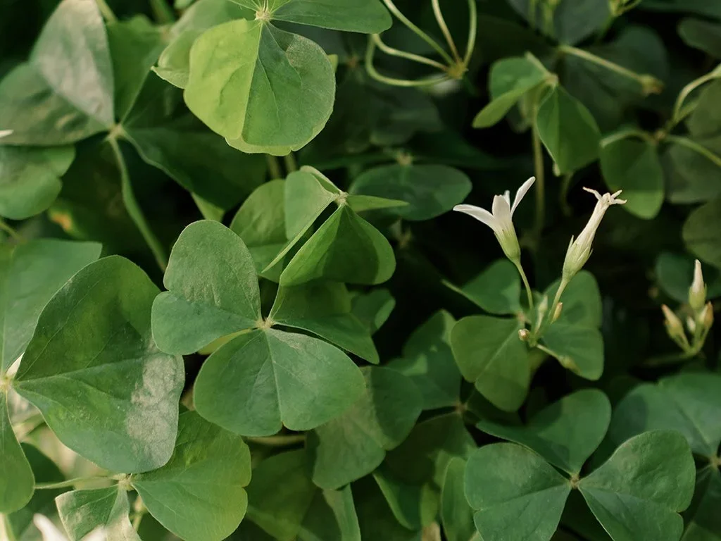 4 leaf clovers