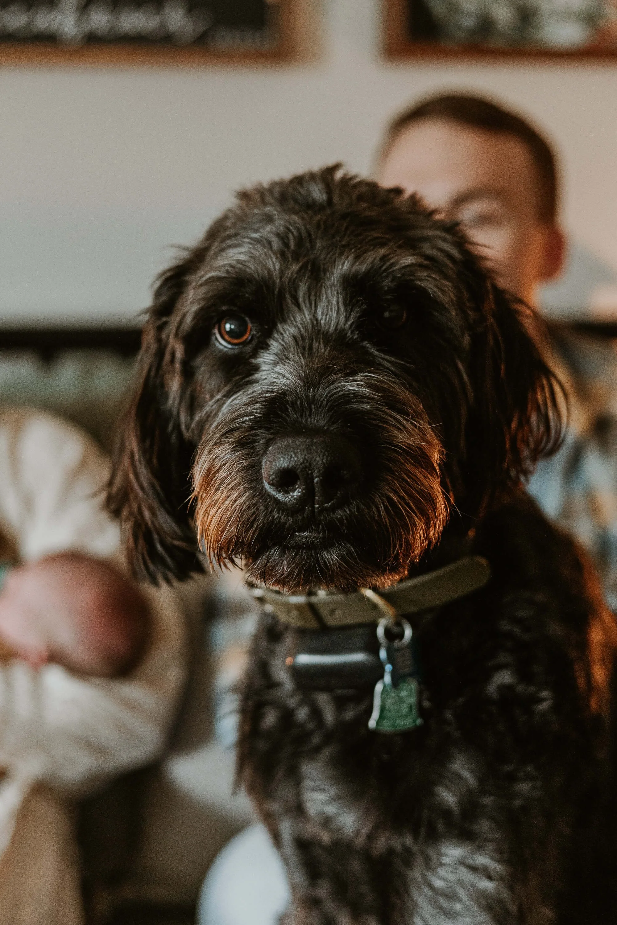 A close up of a doodle during his human's newborn photoshoot