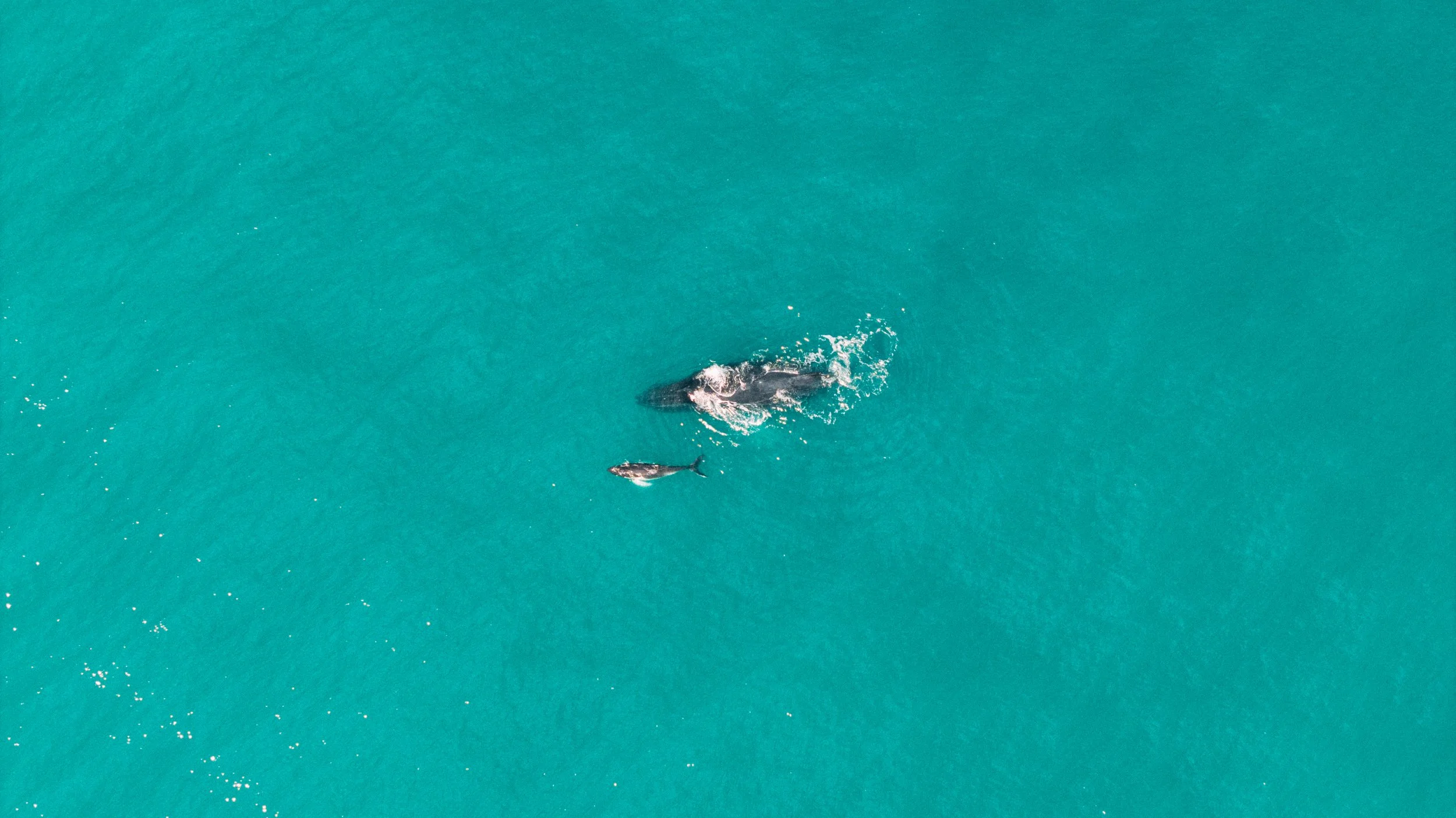 DJI_20260709095521_0511_D.jpg