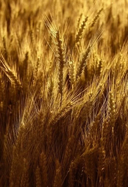 Golden wheat field glowing in soft sunlight, symbolising spiritual awakening, harvest season, and the rising of the remnant
