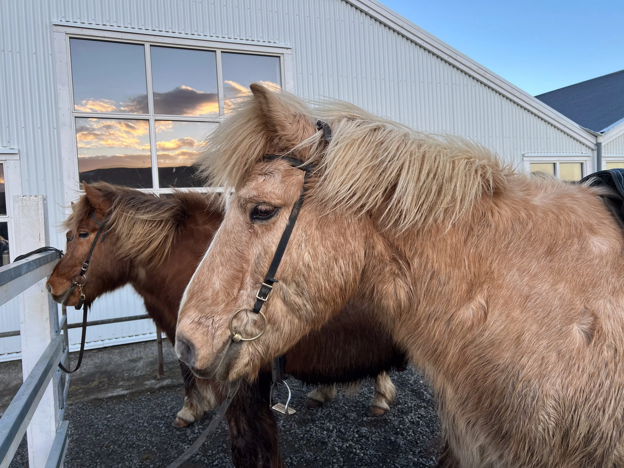 Icelandic Horse