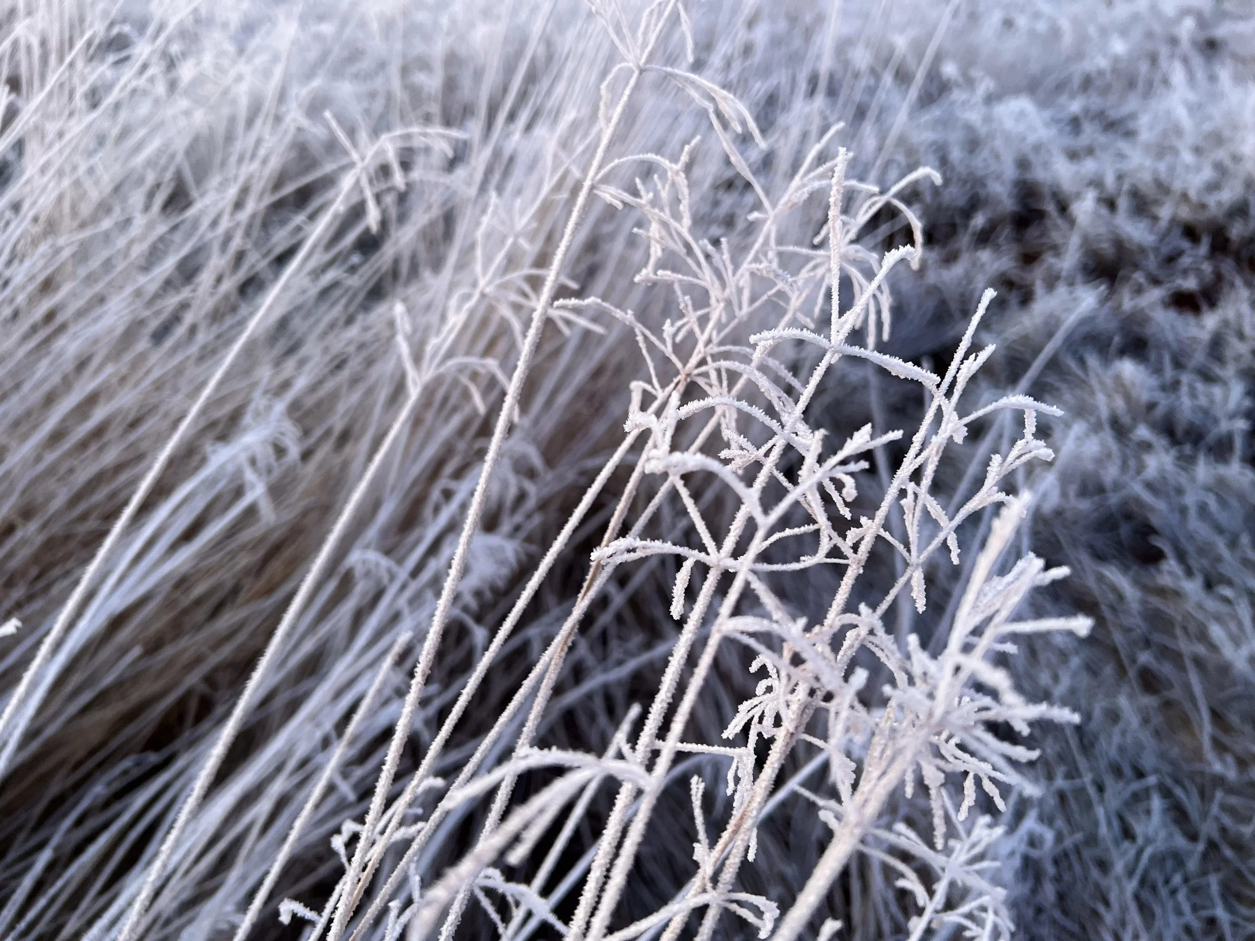 It was a frosty morning!