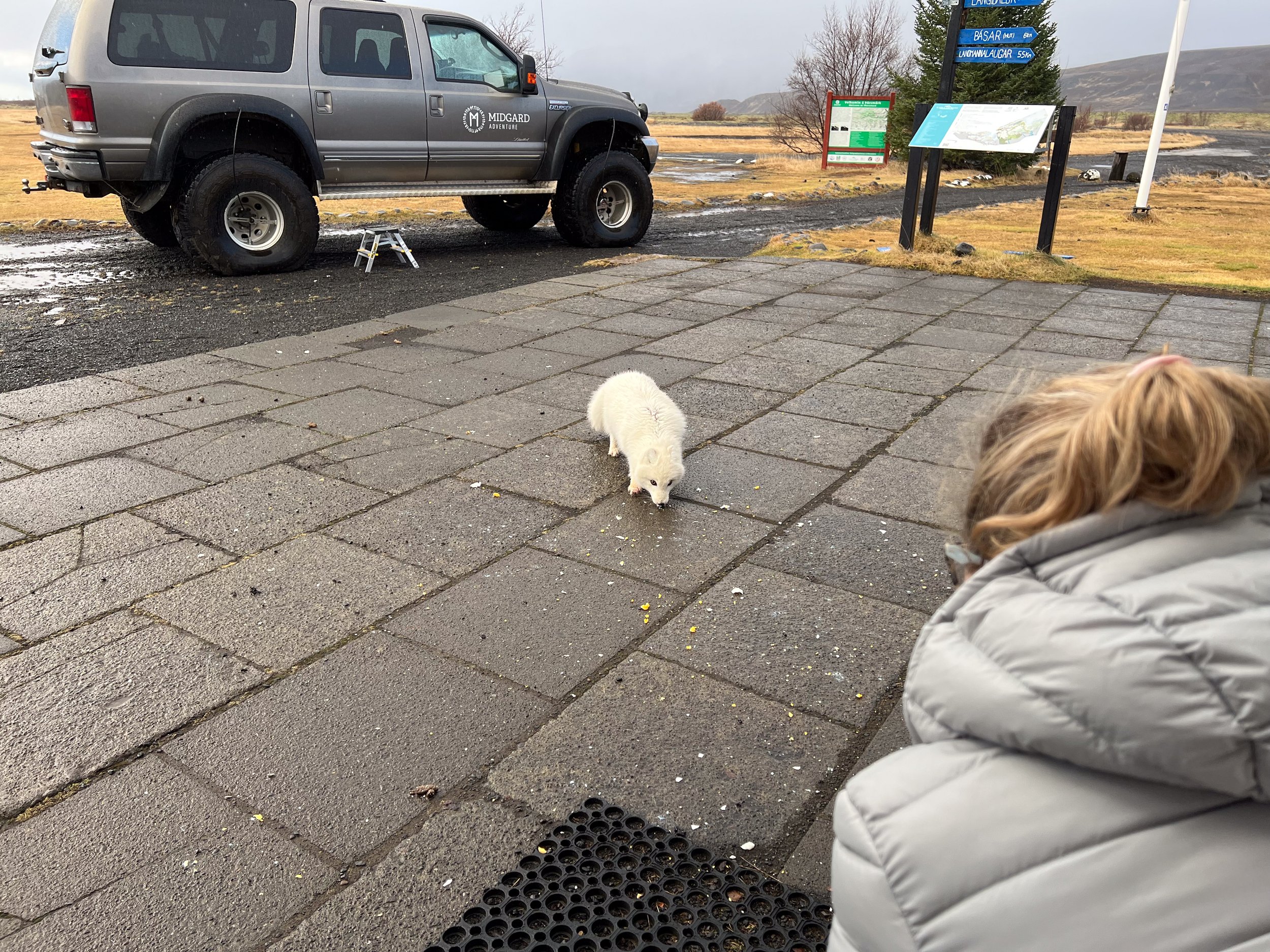 We stopped for lunch at a campground, where the arctic foxes know humans = food.