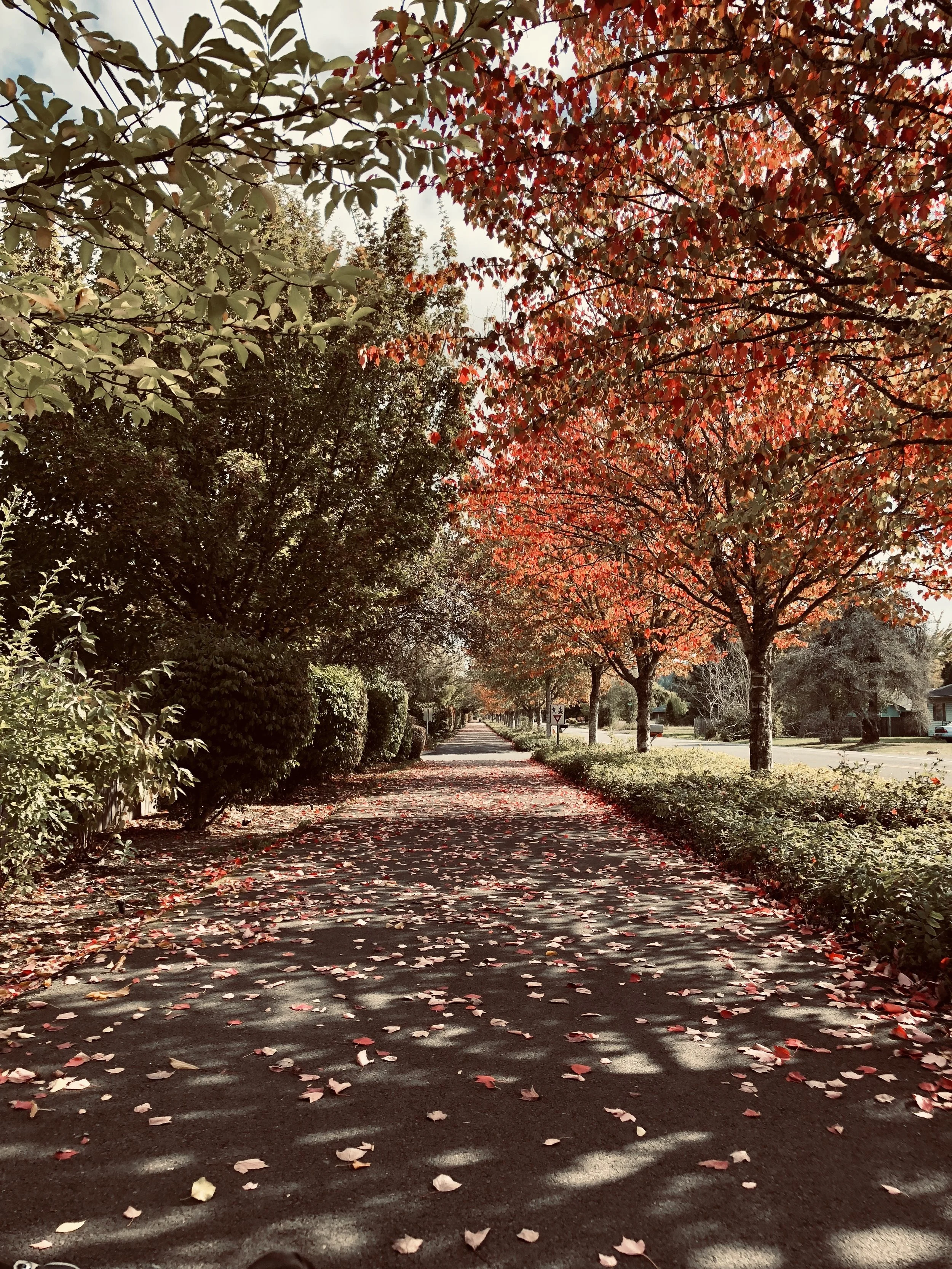 Corvallis, Oregon, Autumn, Fall, Leaves, Cozy