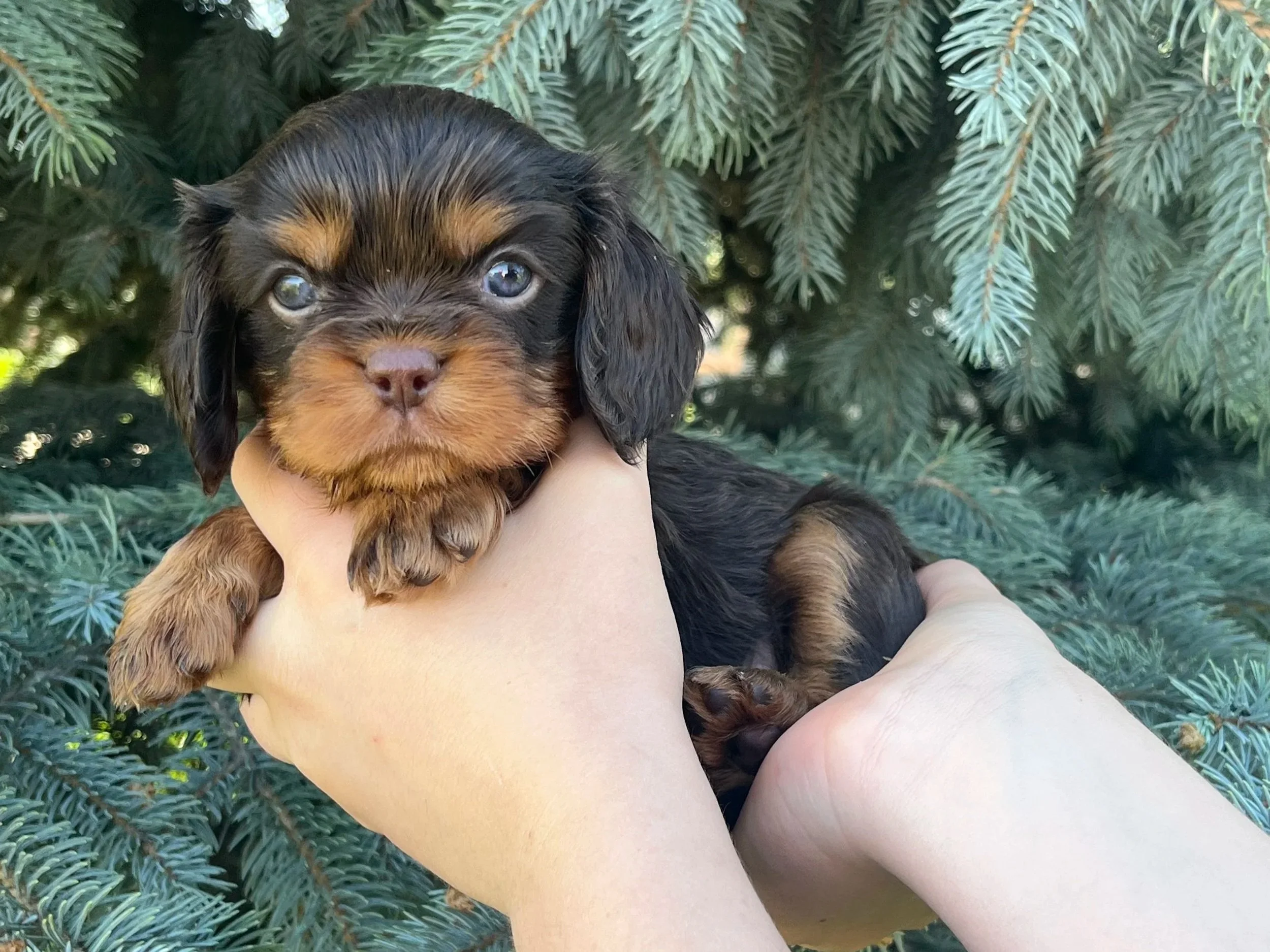 Murphy- Male Available