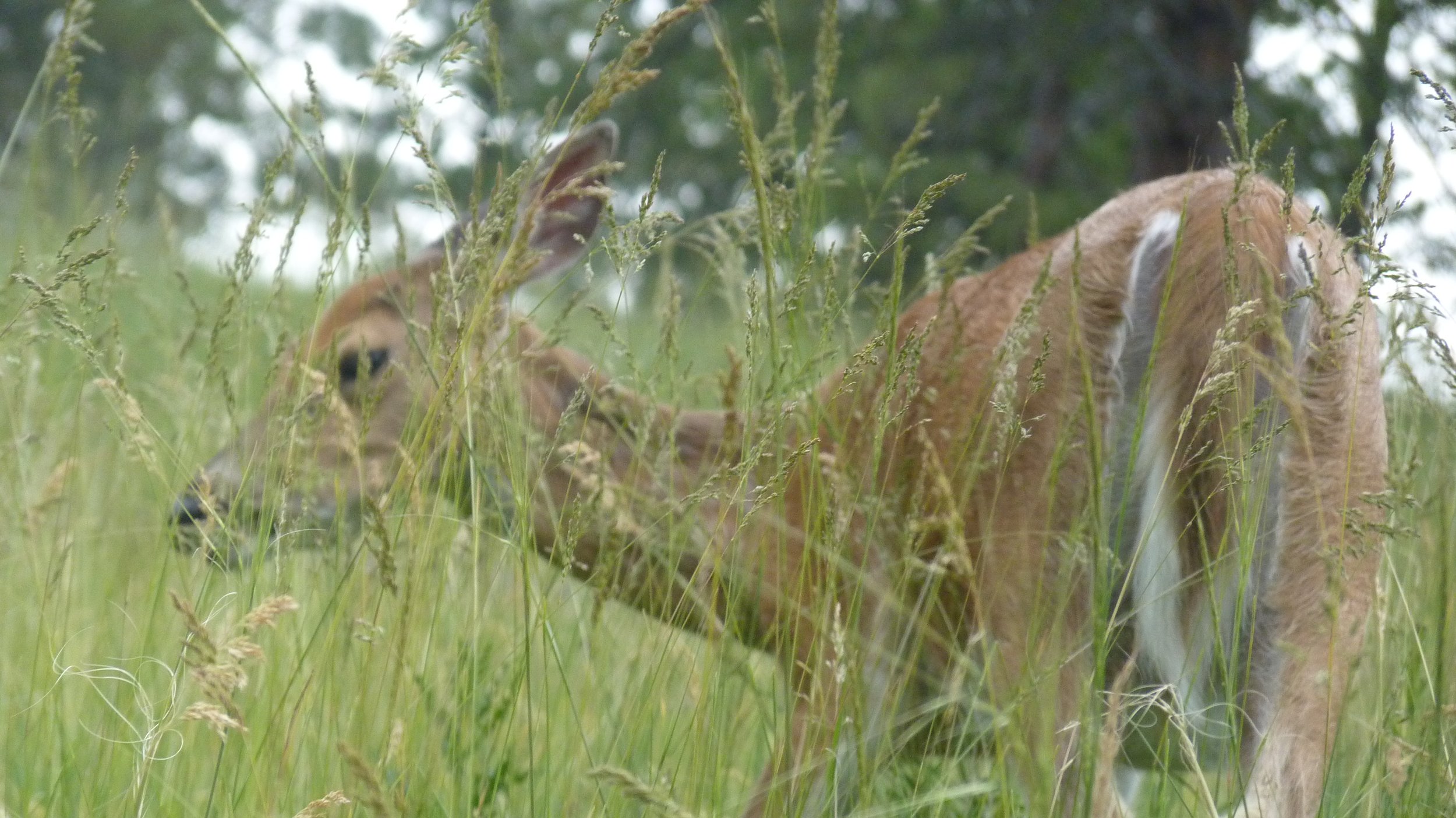 2017-06-12 18.36.13.jpg