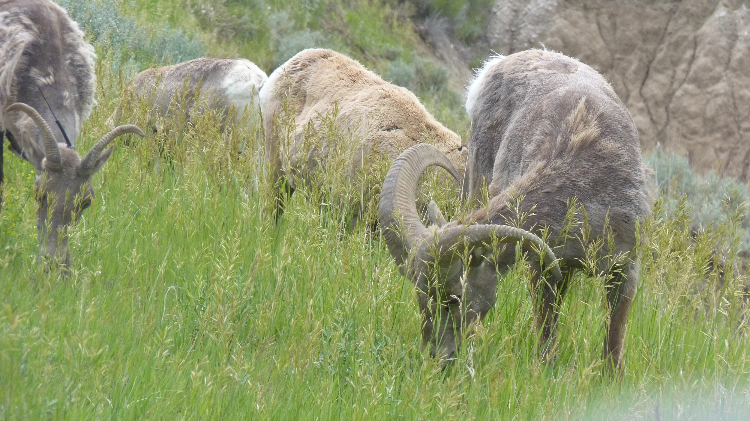 2017-06-13 13.15.54.jpg