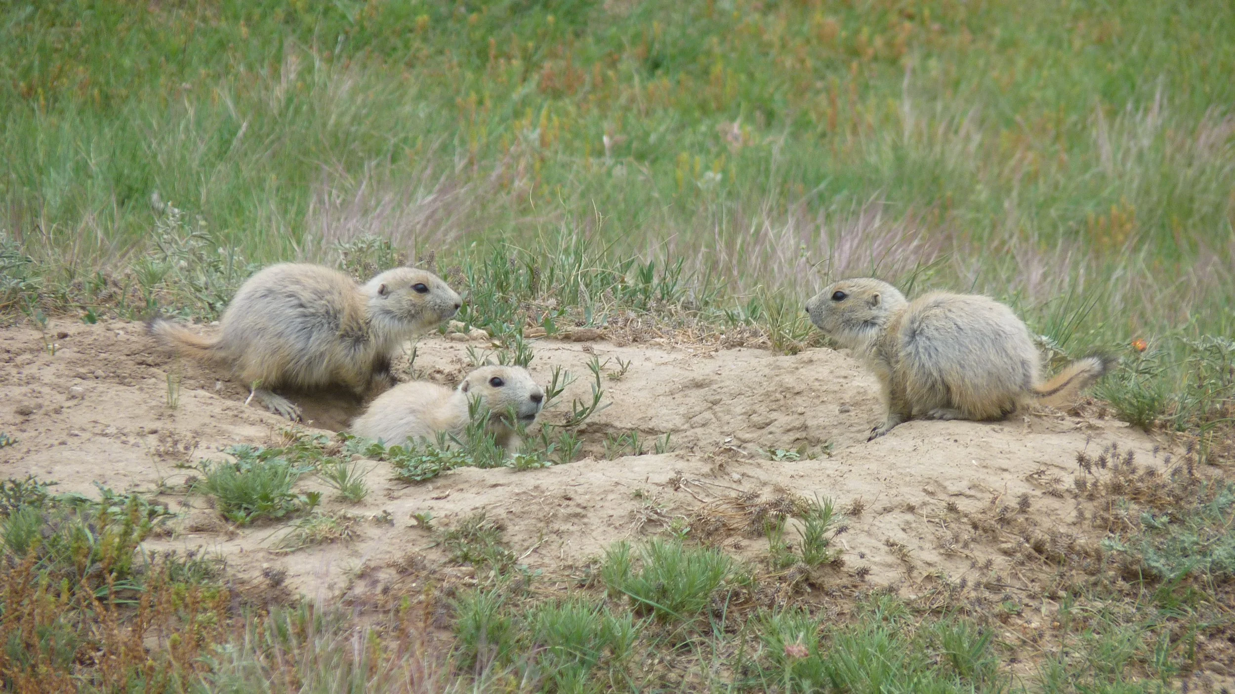 2017-06-12 18.50.41.jpg