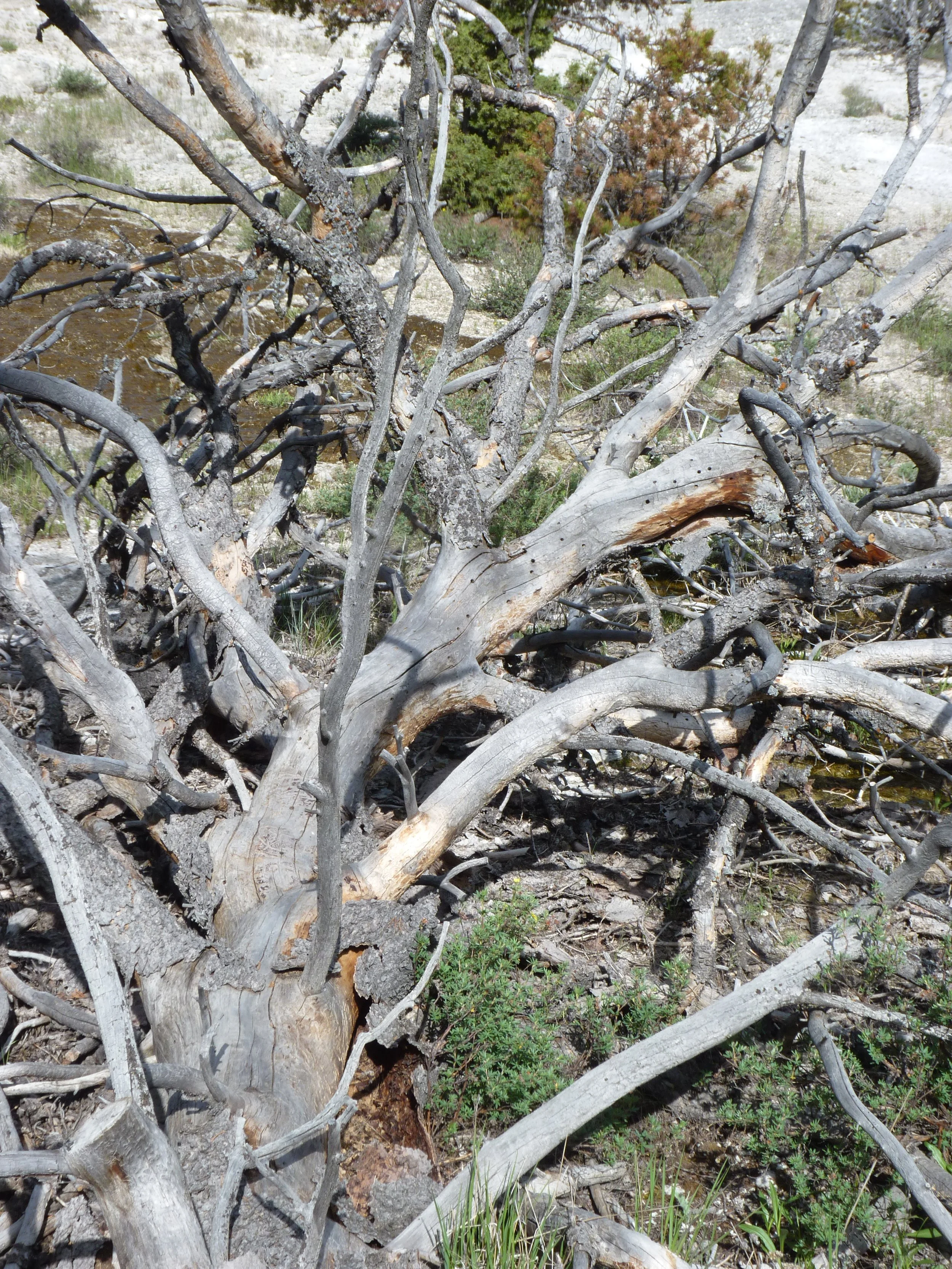 2017-06-09 09.47.36.jpg