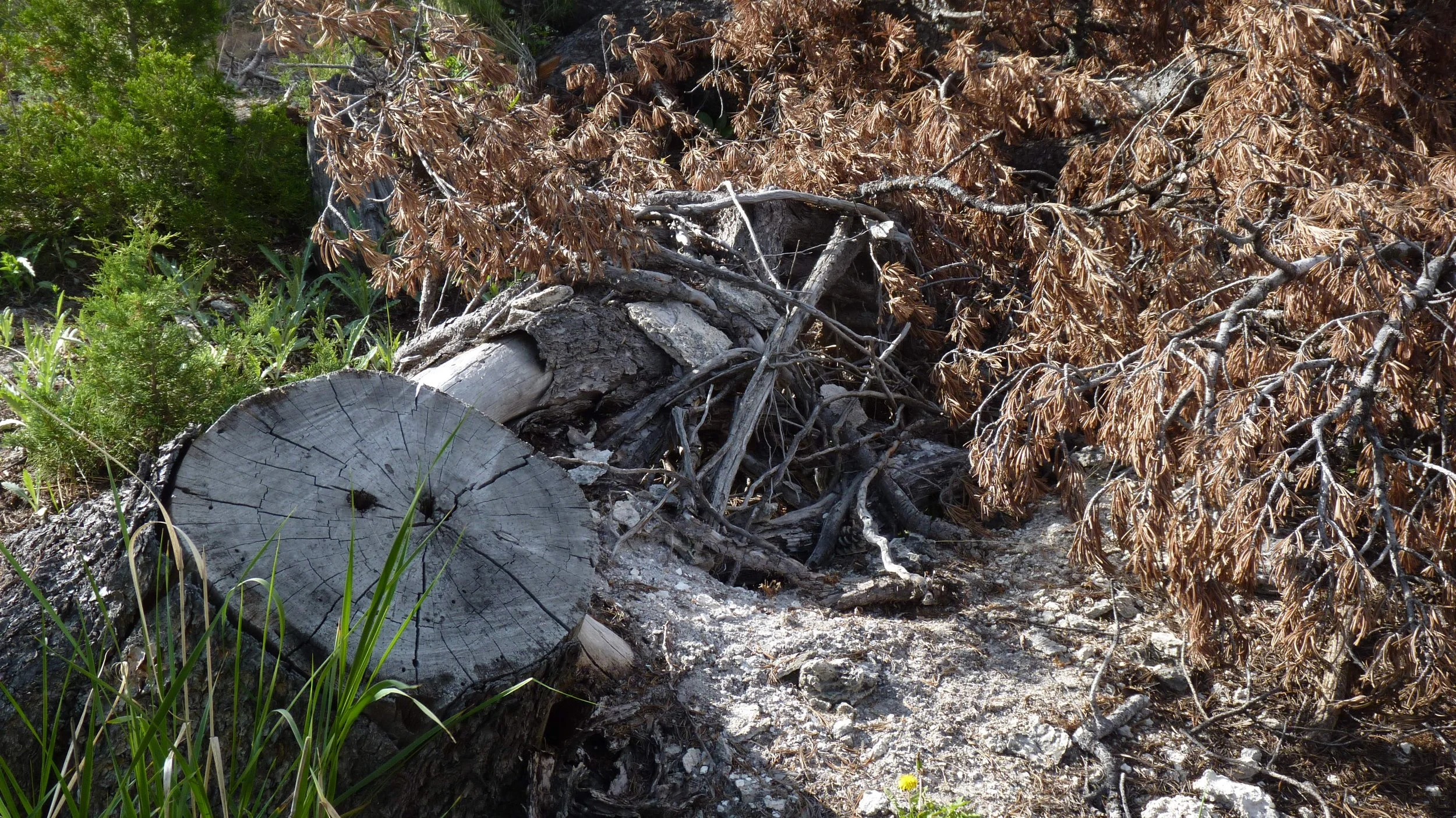 2017-06-09 10.22.44.jpg