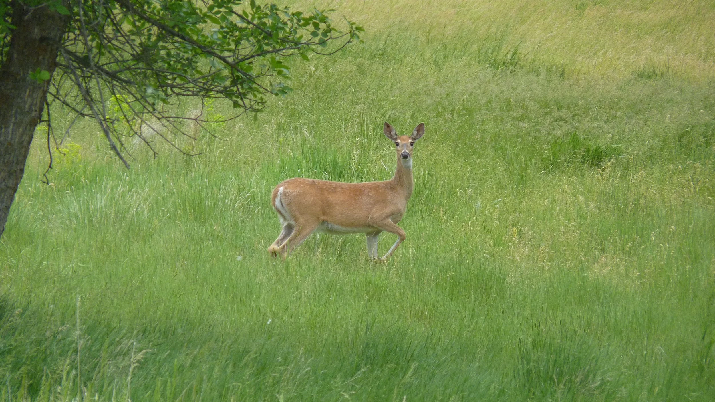 2017-06-12 18.43.32.jpg