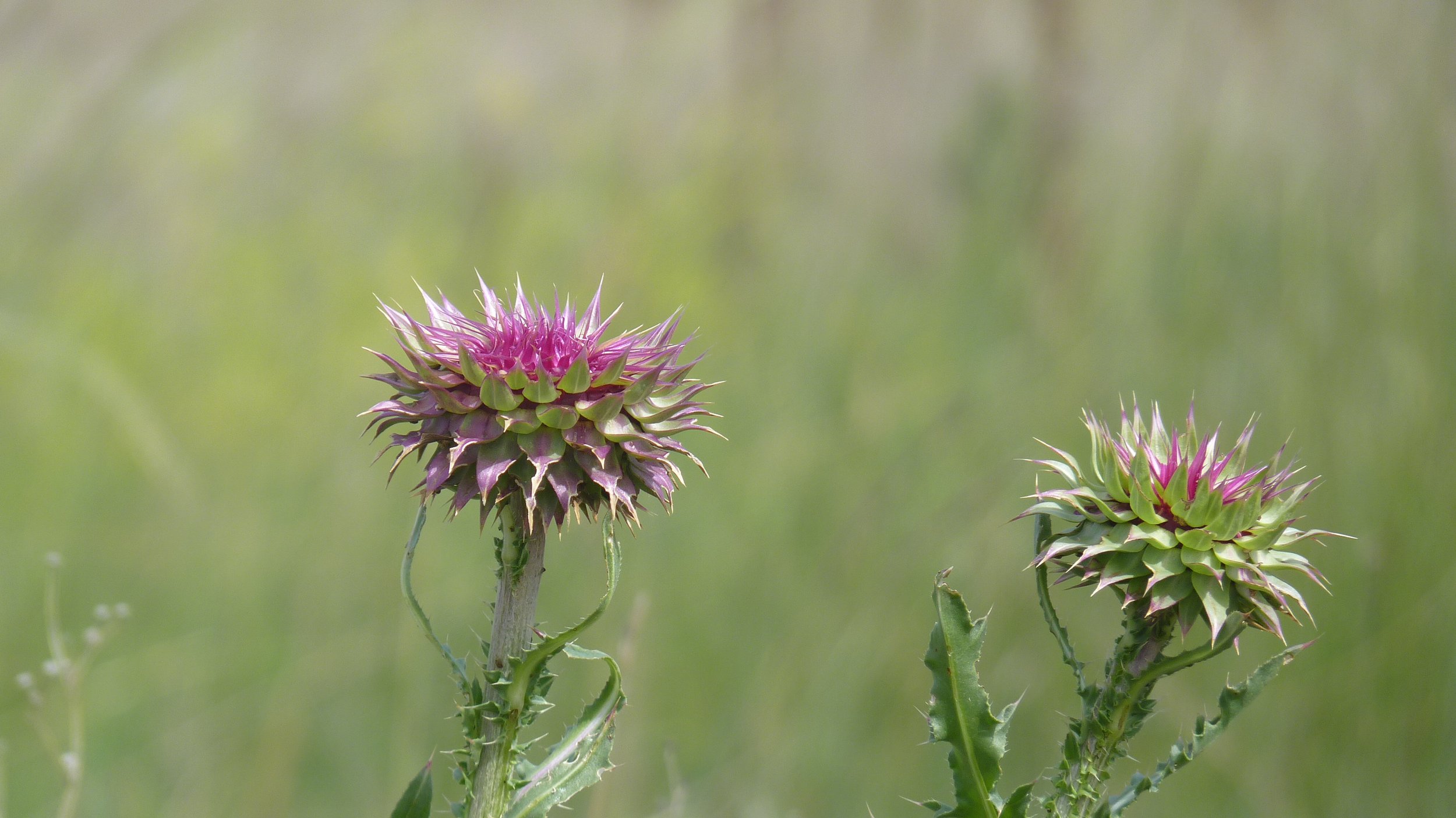 2017-06-13 10.33.42.jpg