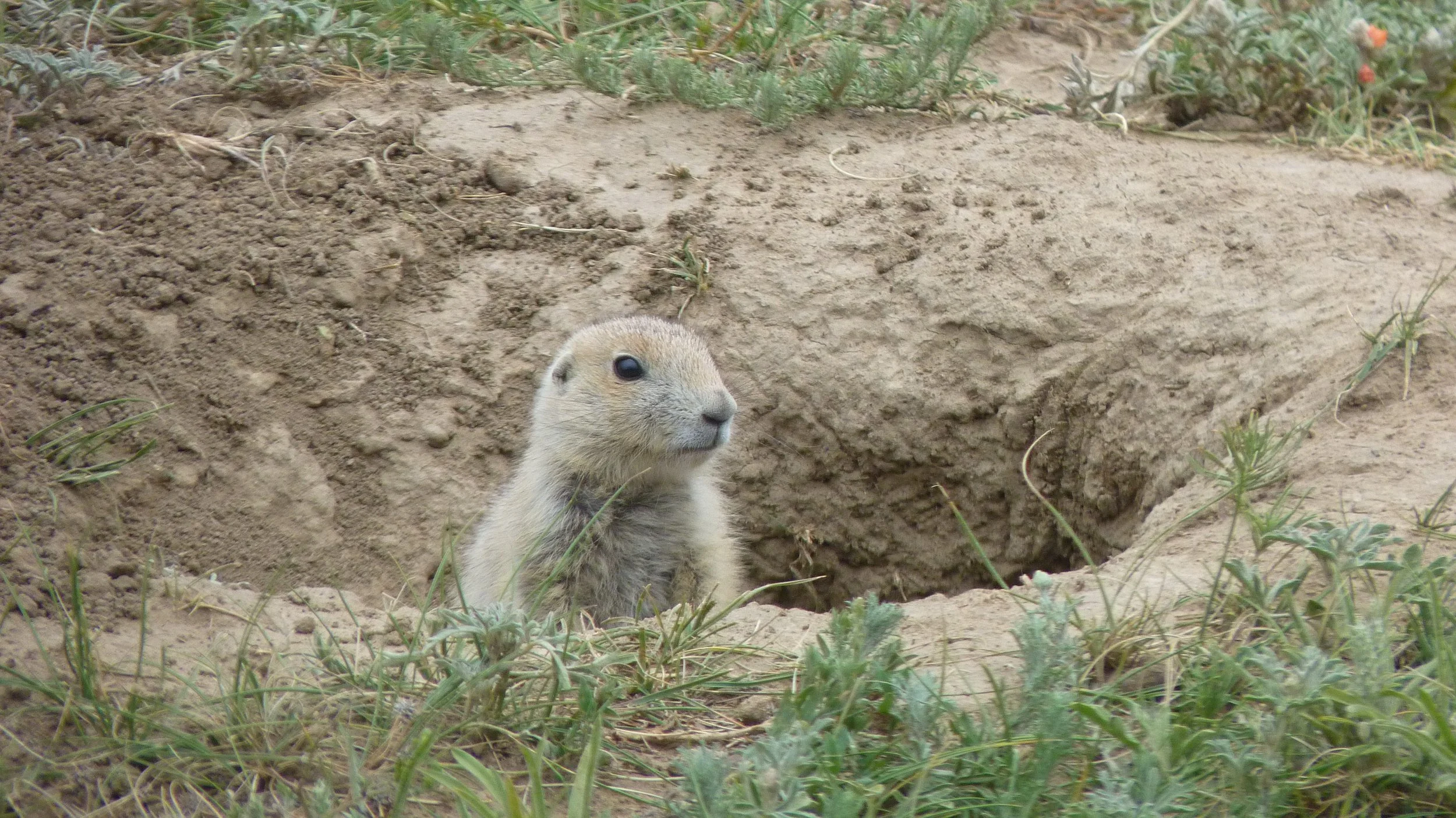 2017-06-12 18.51.26.jpg