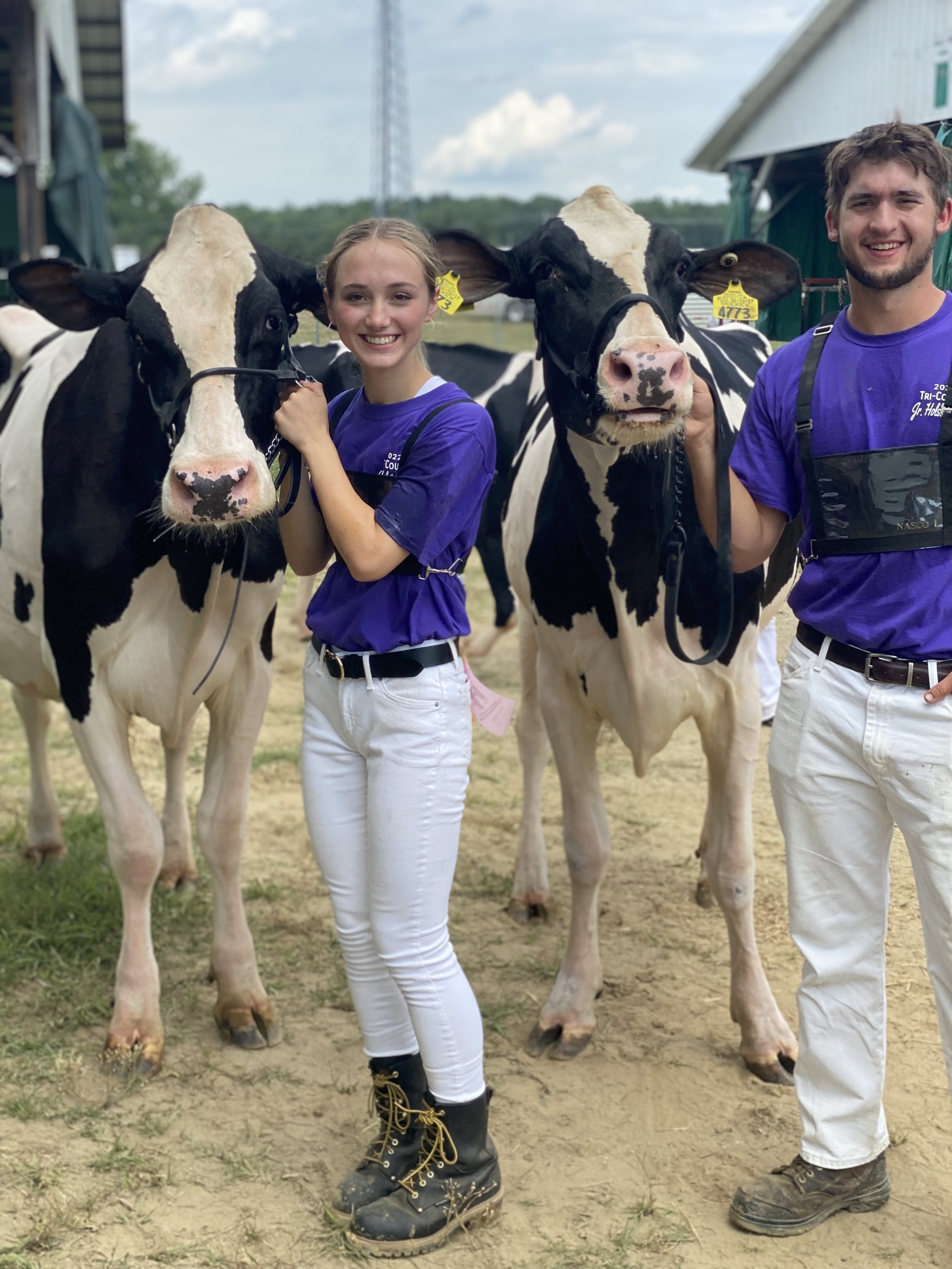 Two young people in purple shirts and white pants holding Holstein cows at a farm or fair.