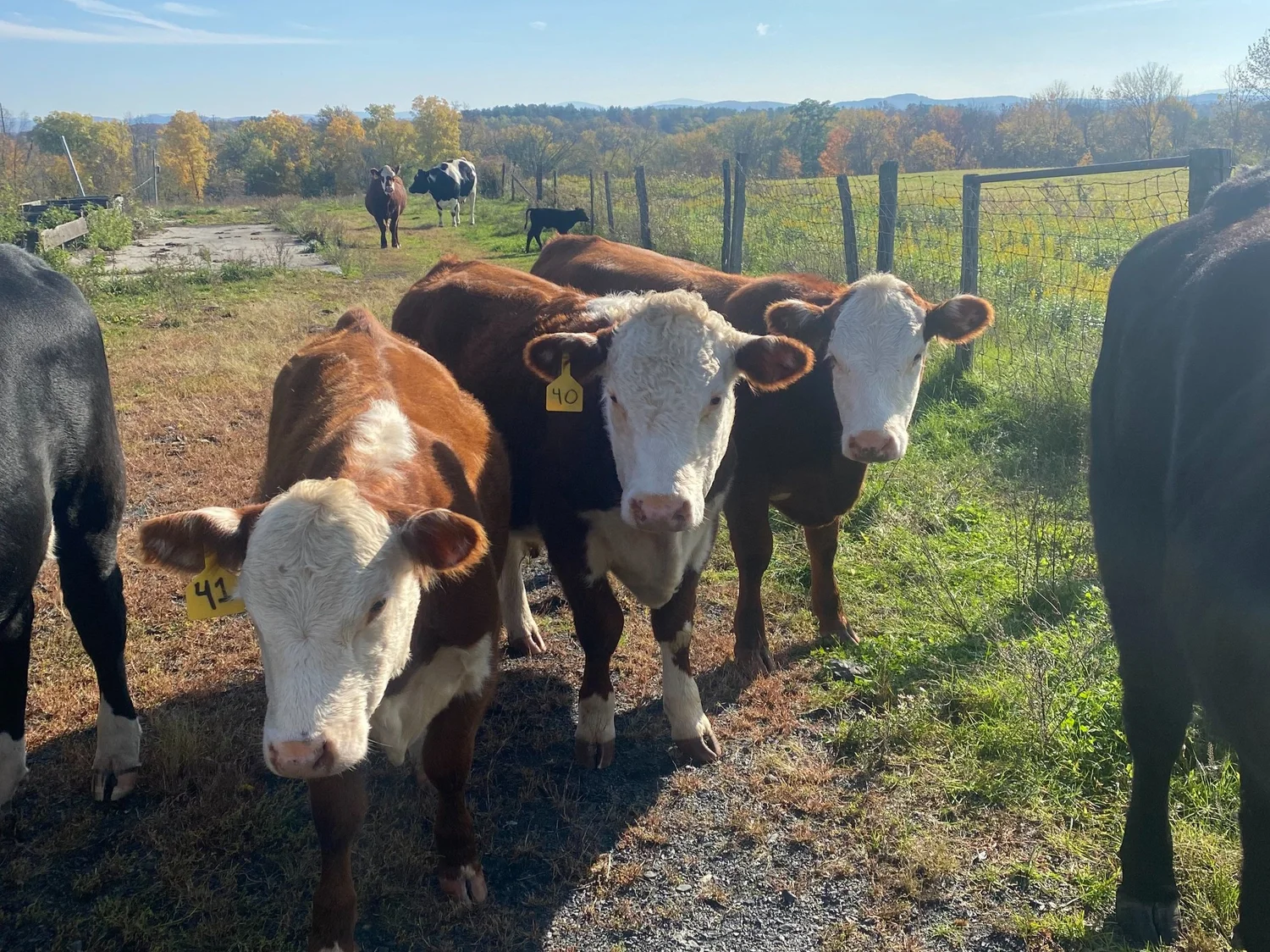 Beef Ranches Home | Killians Beef Ranch | High-Quality Beef | Gansevoort, NY