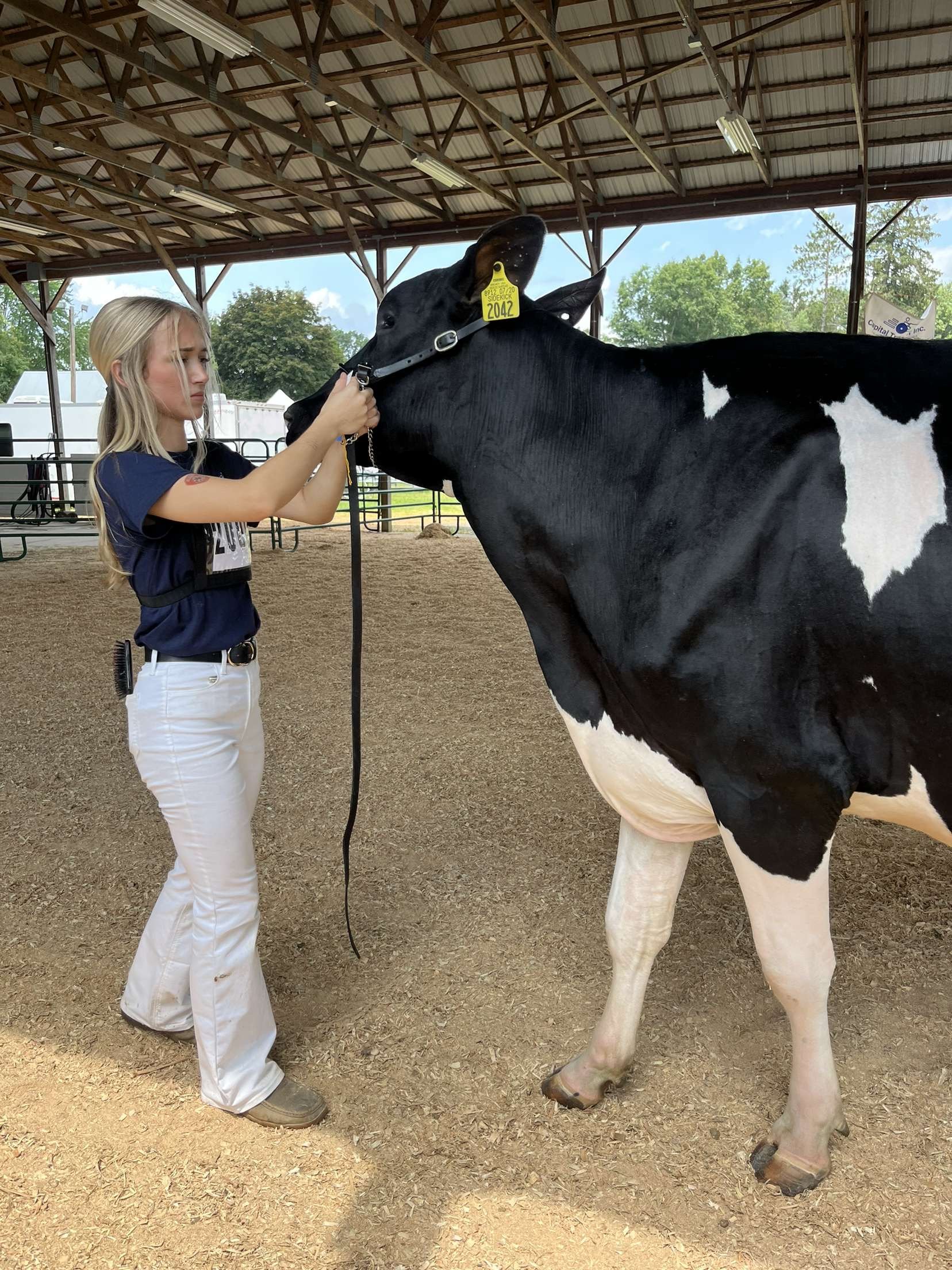 A young girl in a navy shirt and white pants adjusts the halter on a large black and white Holstein cow inside a barn or covered area.