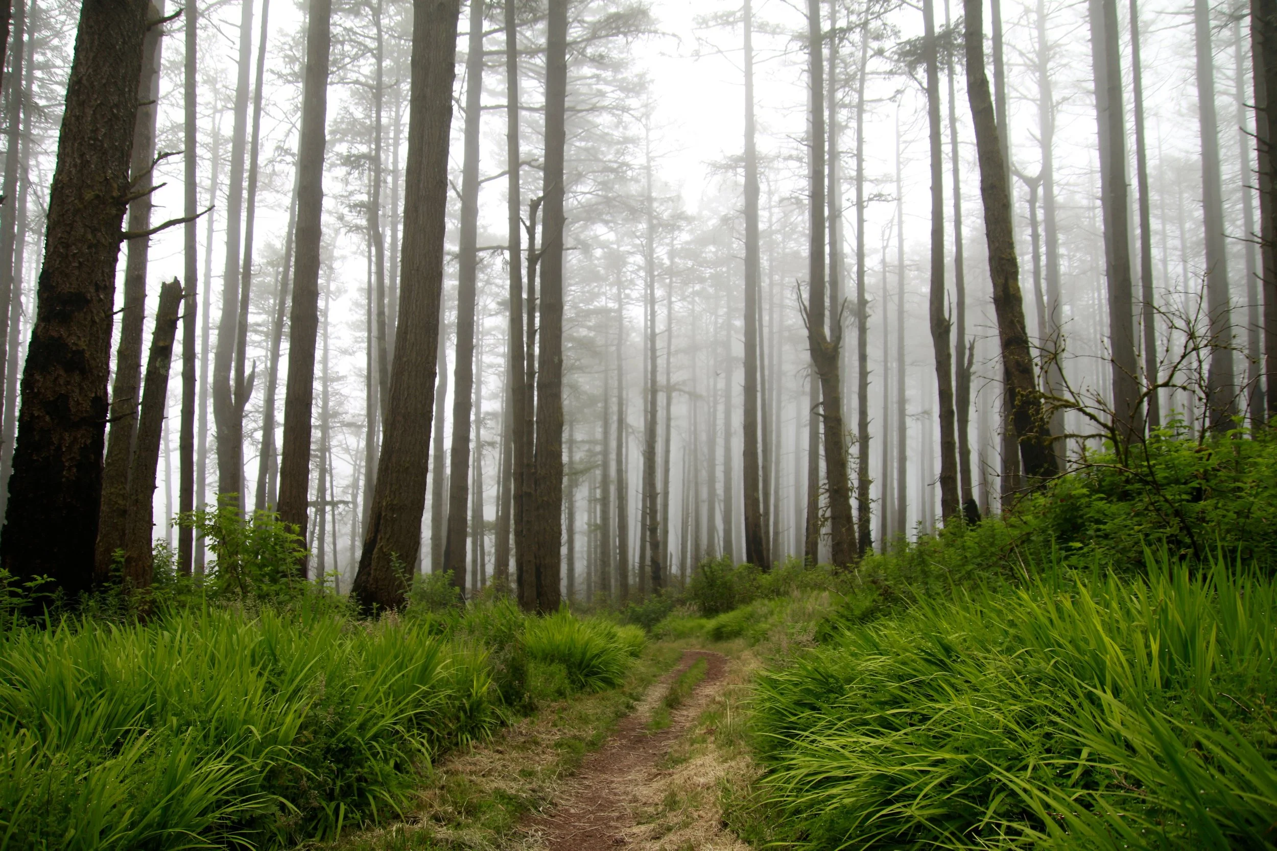 Clearing the Fog: Create a Culture Plan