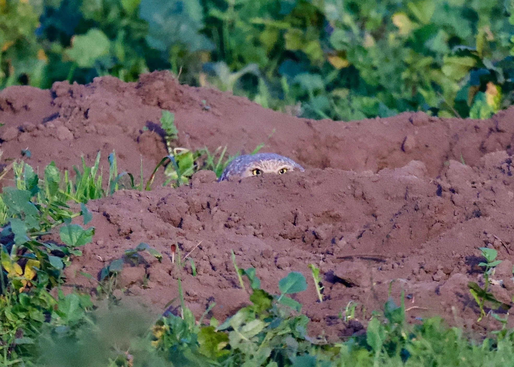 You Cannot Hide Your Organization’s Culture