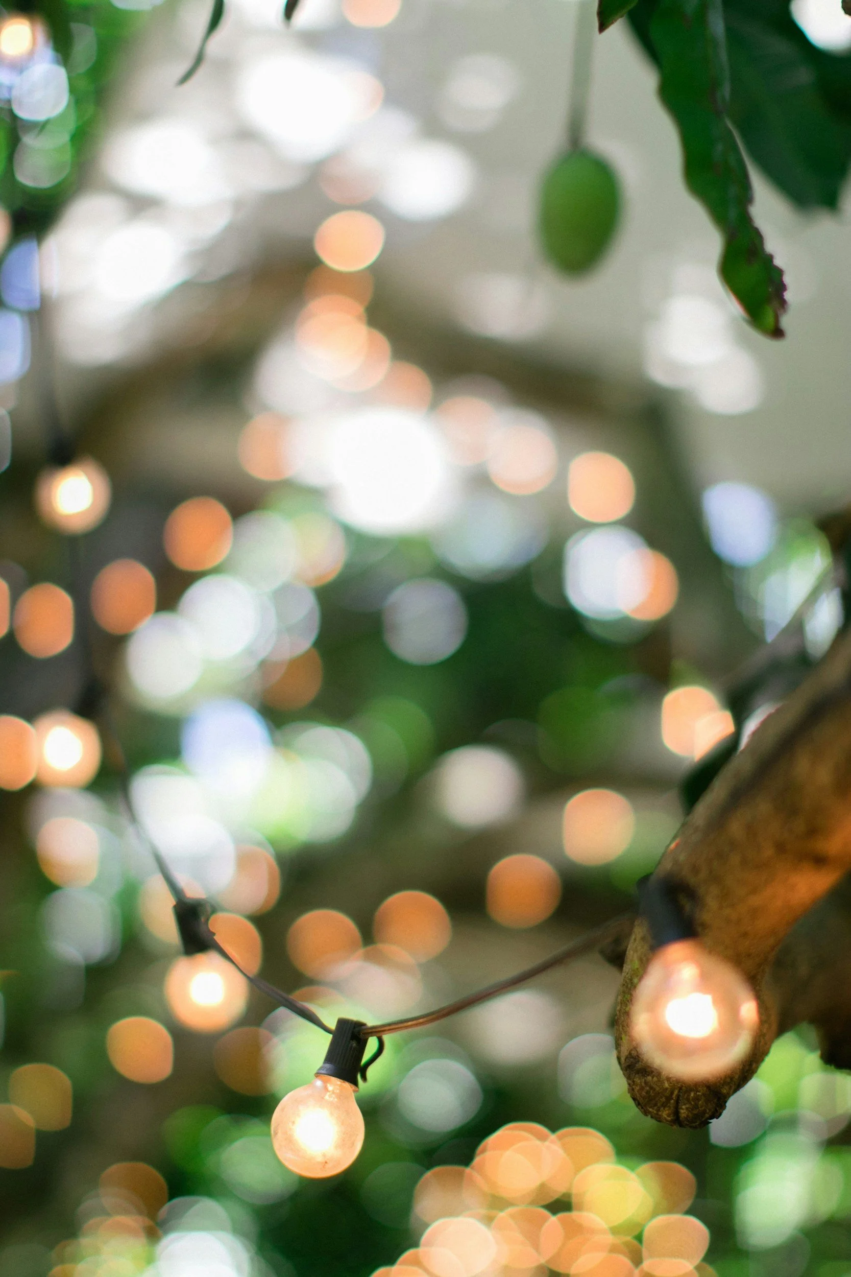 Attend Events Boca Raton Urban Gardens