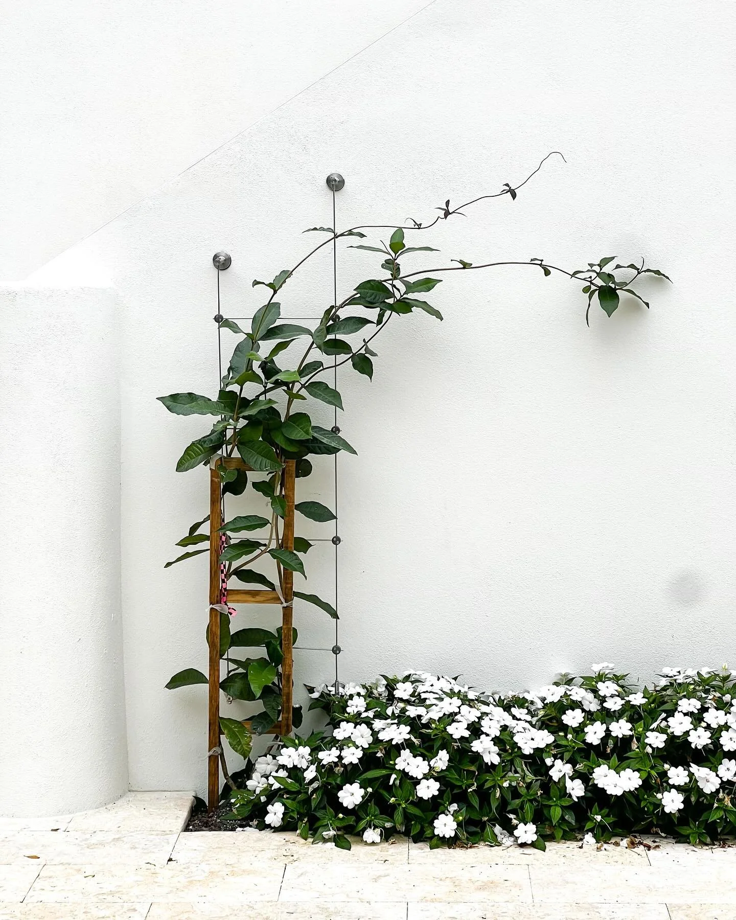 Miami Lattice Works 
.
Bringing a little life to your landscape 🪴
#lattice #trellis #miamilandscaping #miamilandscapedesign