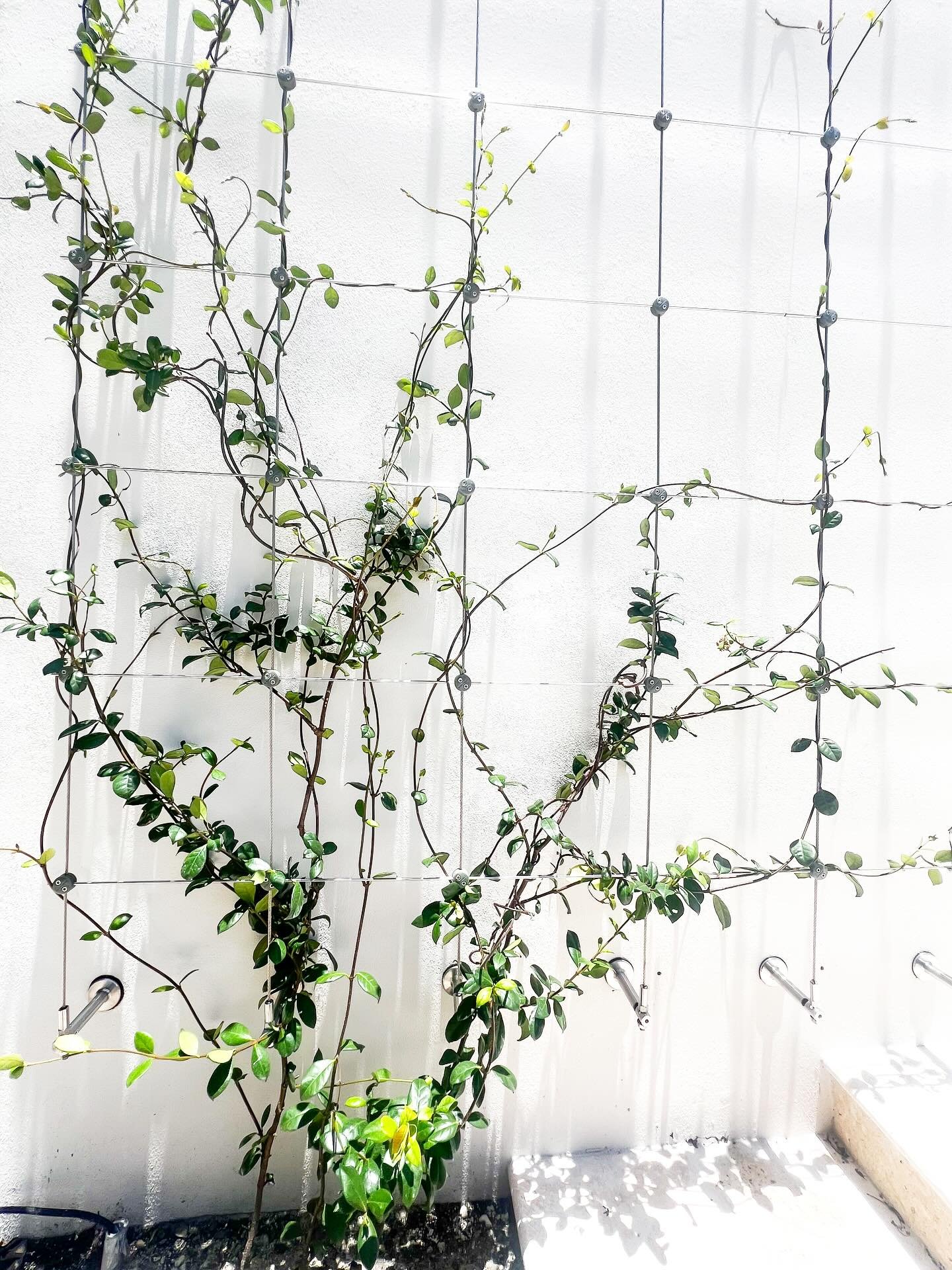 Adding greenery to every corner 🪴
.
#lattice #miamilandscaping #landscapingdesign #trellis #miami #garden