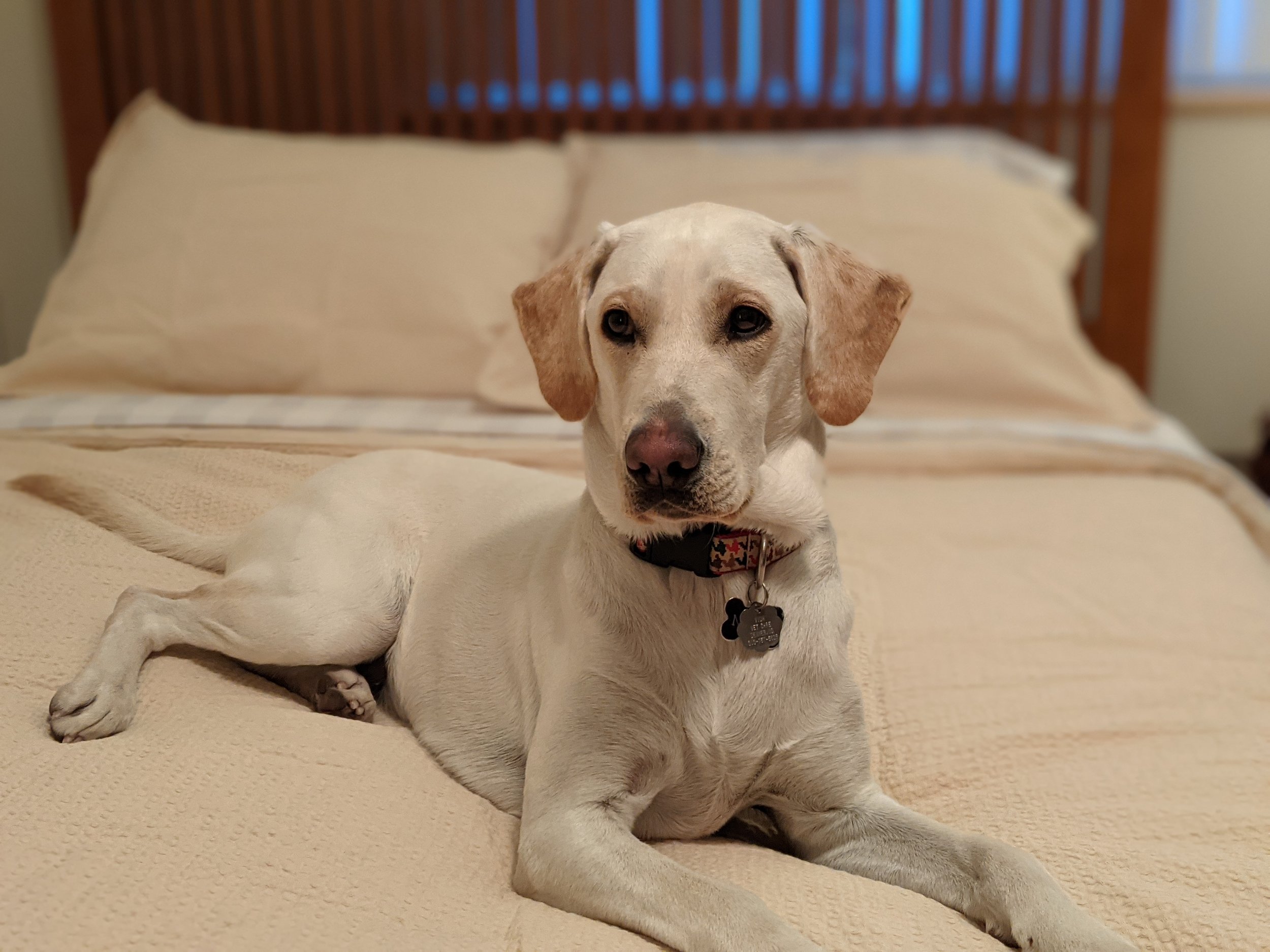 A yellow labrador dog laying alert on a bed