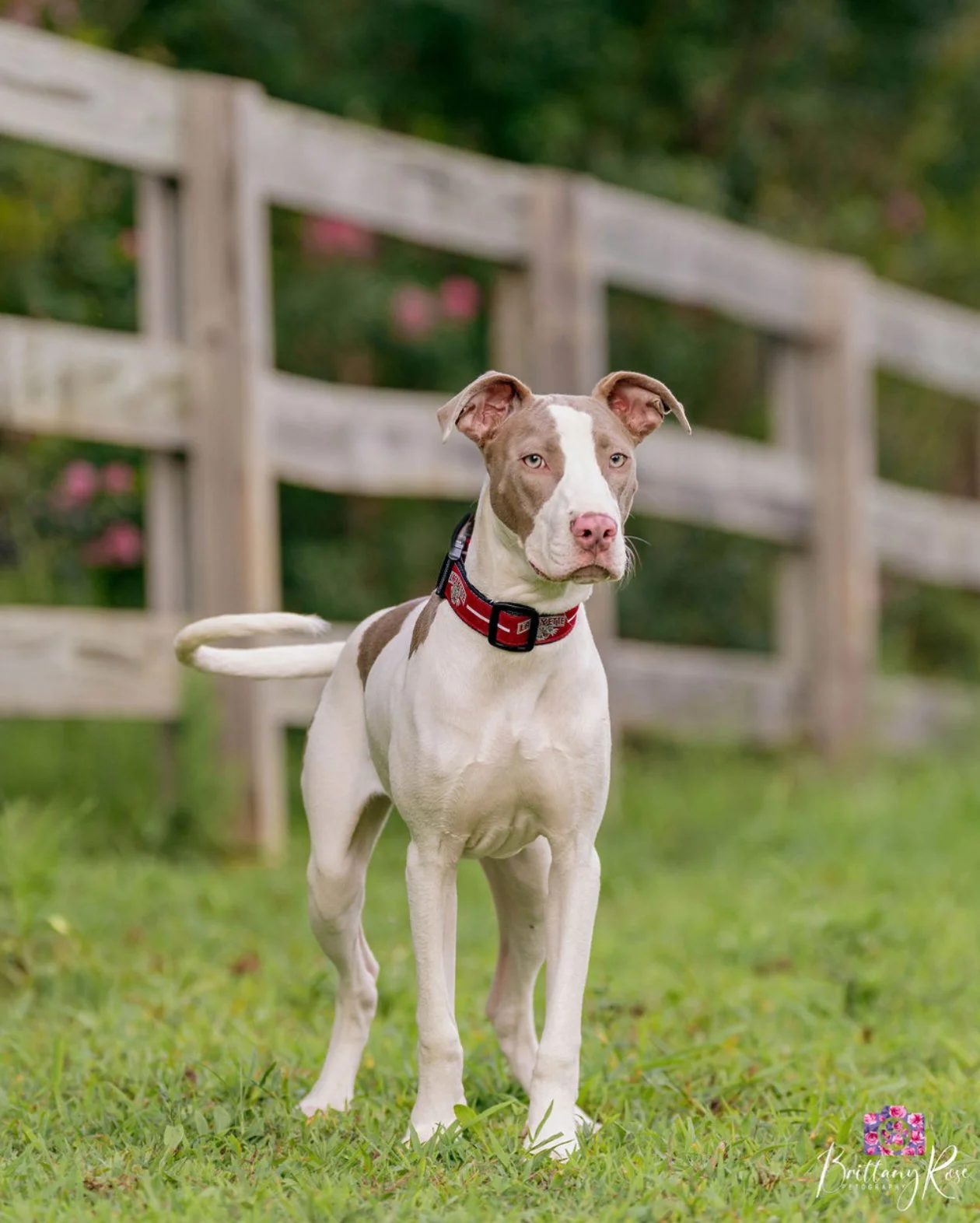 A mixed breed dog standing in a grassy field for a photosoot
