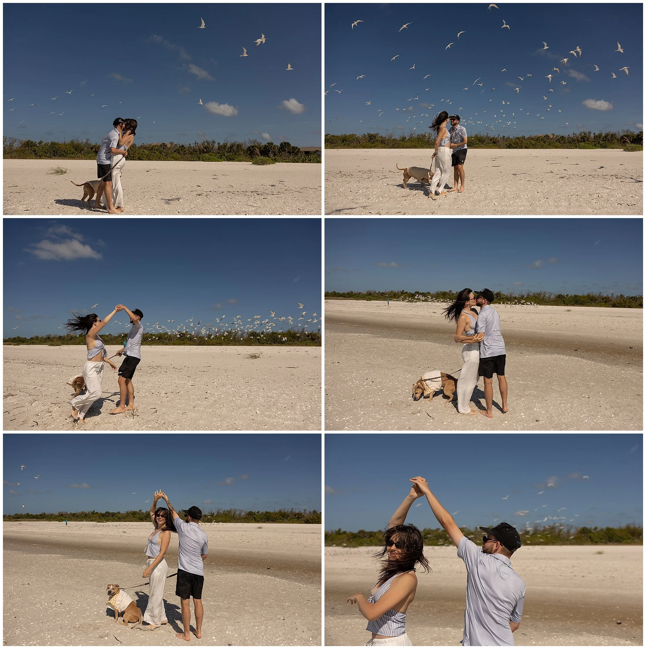 seagulls on sanibel  island