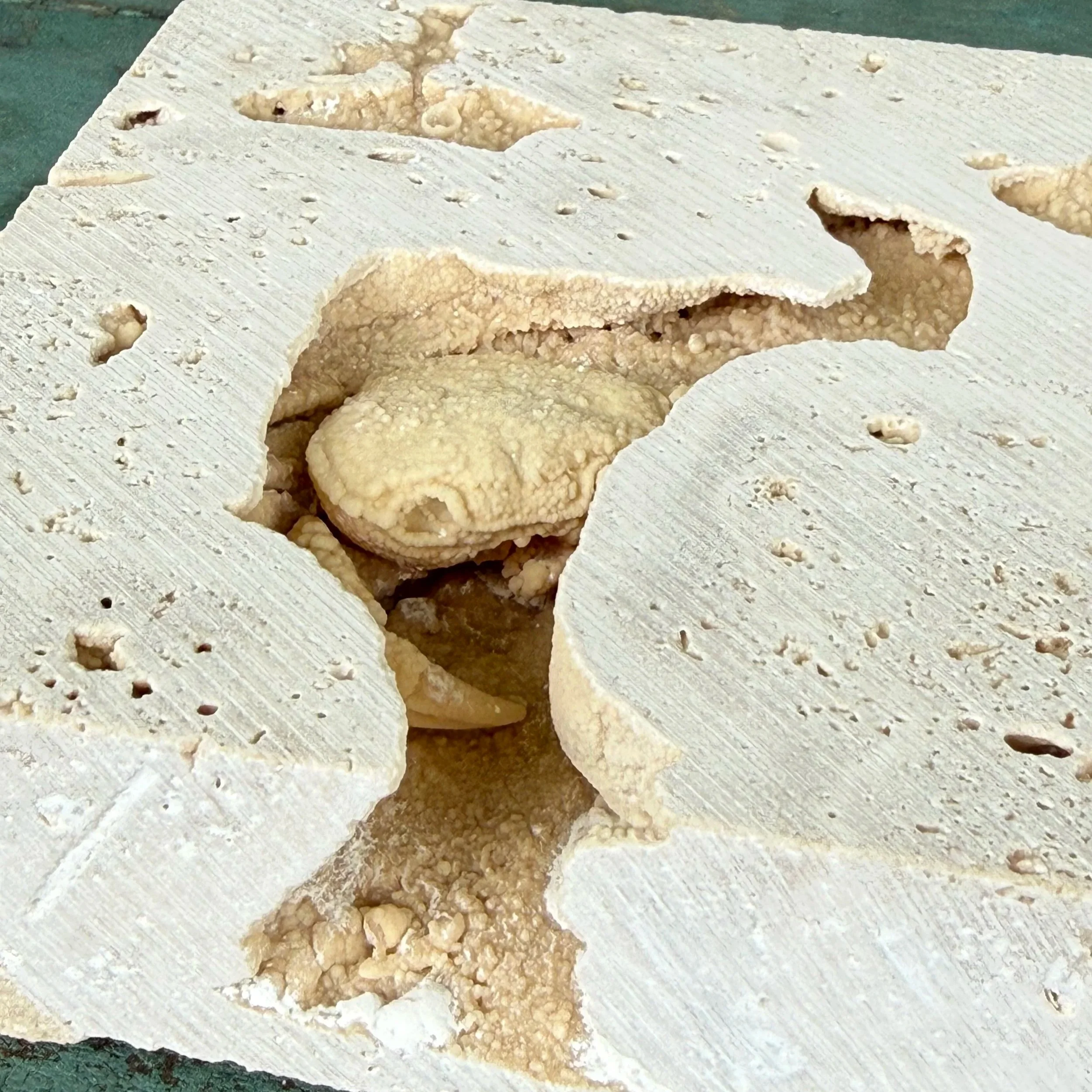Pleistocene Fossil Crab in Travertine Tile