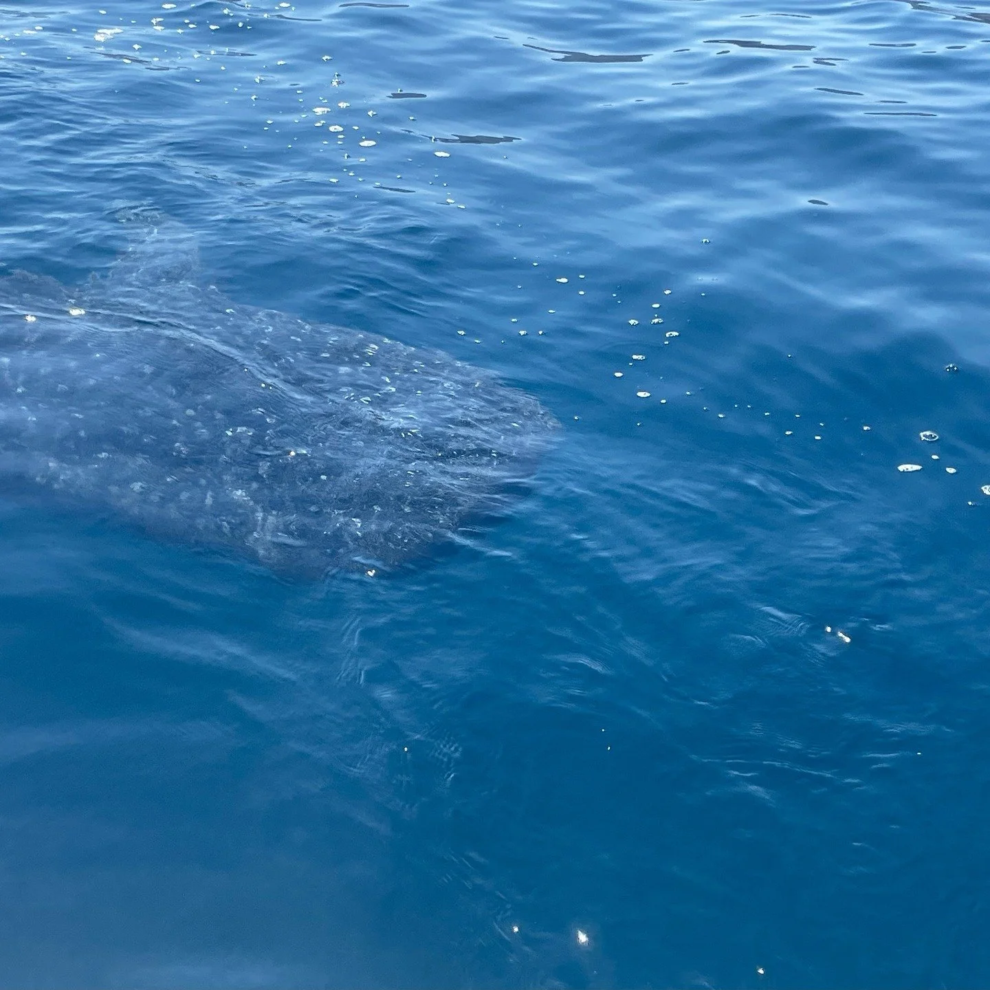 Spot ocean life from the boat!