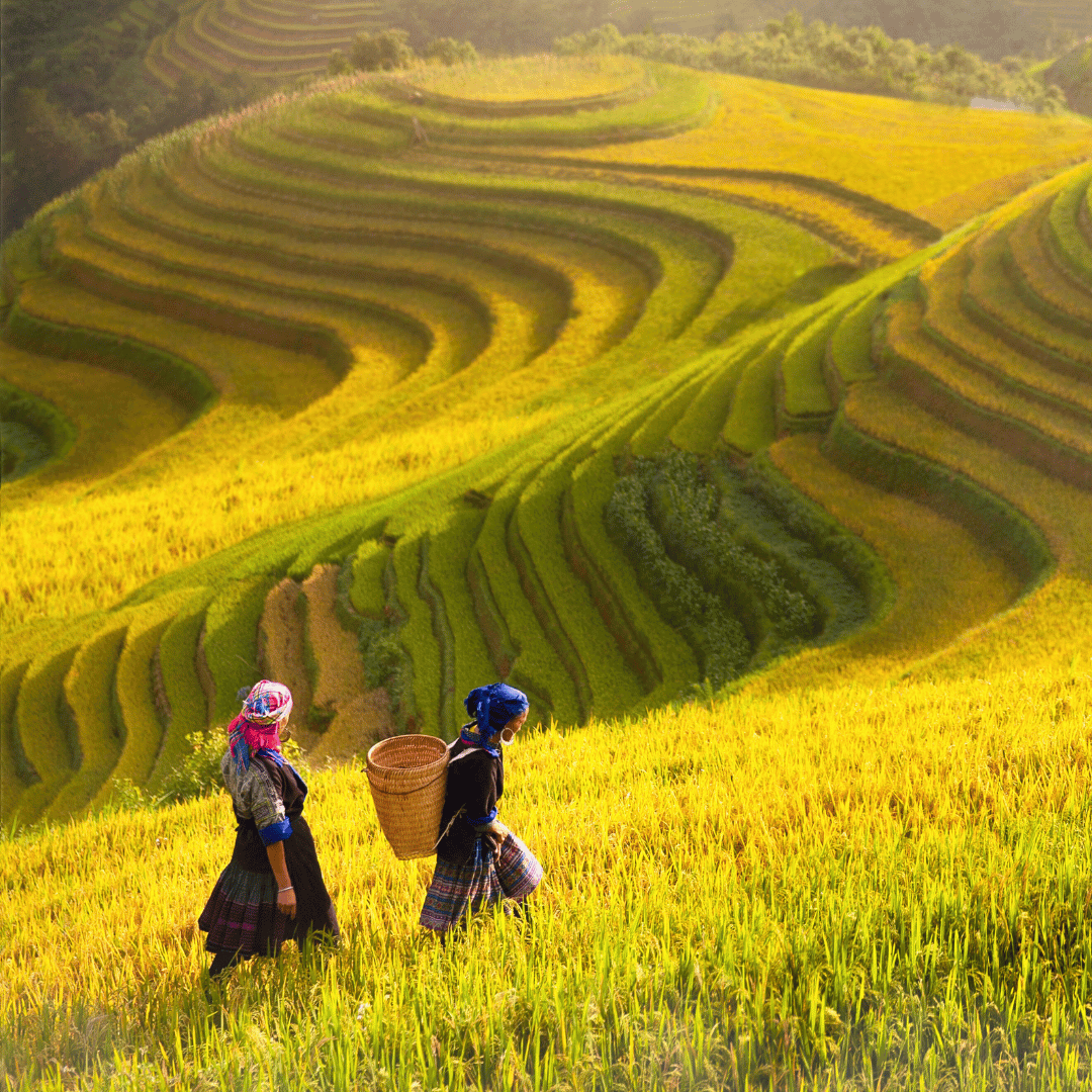 Vietnam.png