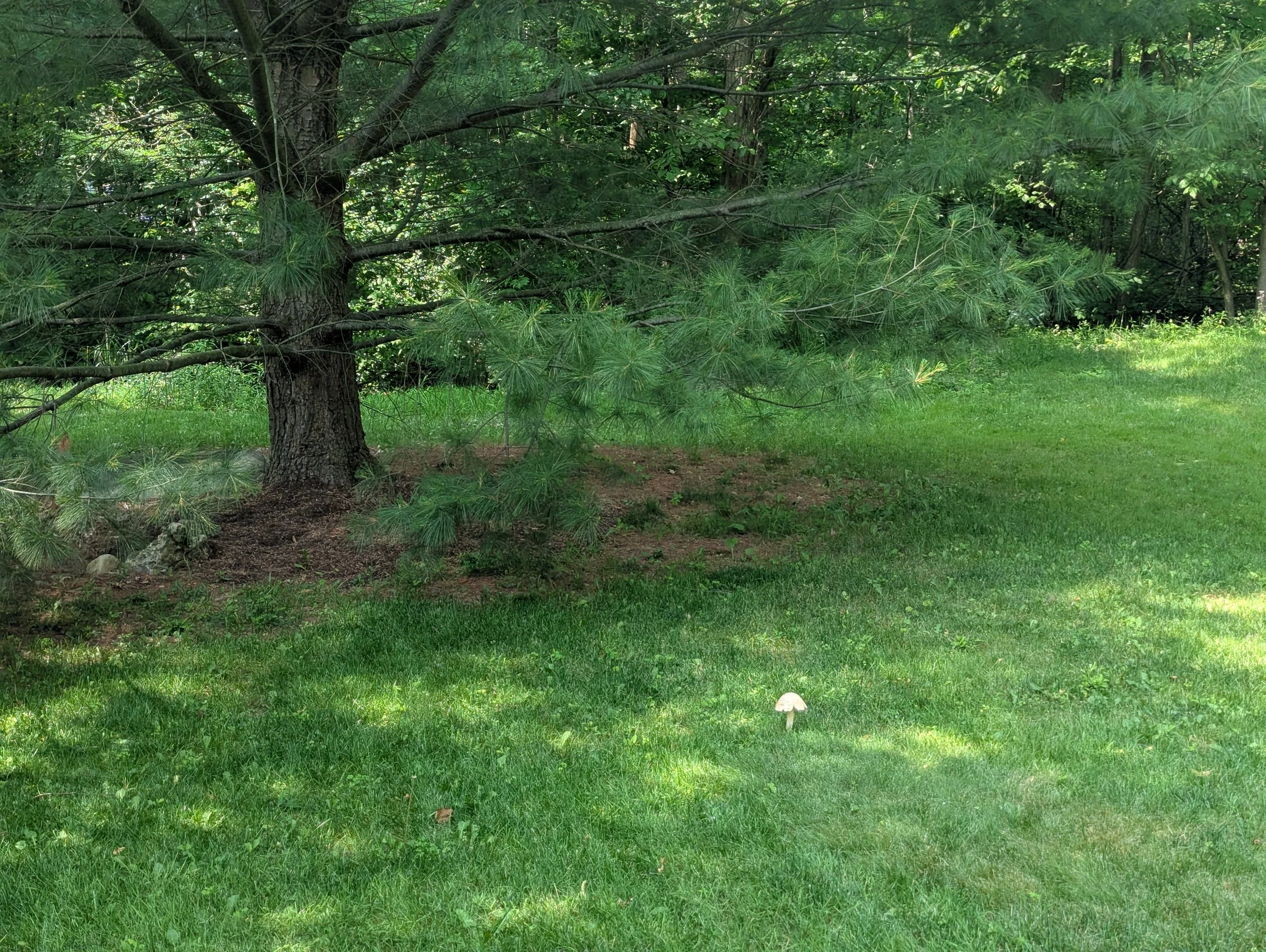 A peaceful grassy yard with a large pine tree on the left and a small white mushroom in the foreground. Sunlight filters through the trees, creating a tranquil outdoor scene.