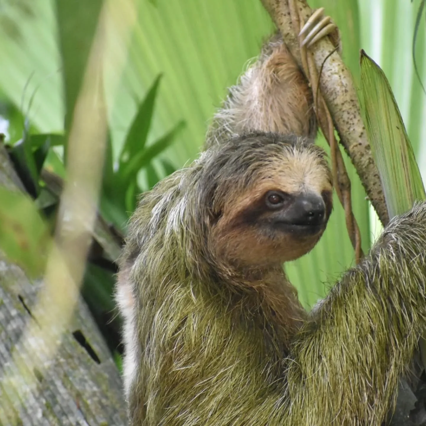 🌸 ~ Pura Vida ~ 🌸

Costa Rica, you were beautiful, breath taking and unforgettable. 

Adi&oacute;s, hasta la pr&oacute;xima. 💚