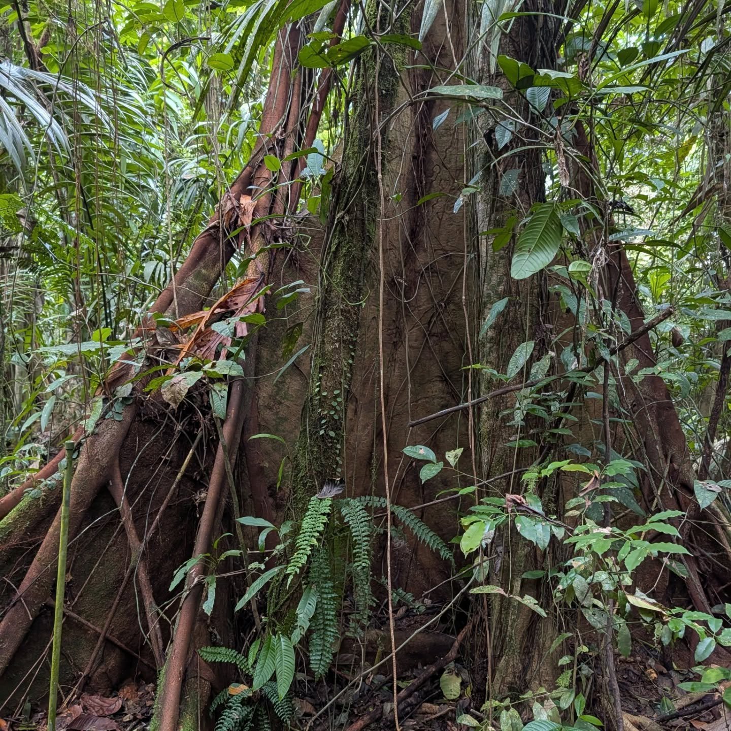 A (mostly) macro moment of appreciation for the flora and fungi of Costa Rica 💚🍄

#naturephotography #naturelovers #mushrooms #puravida