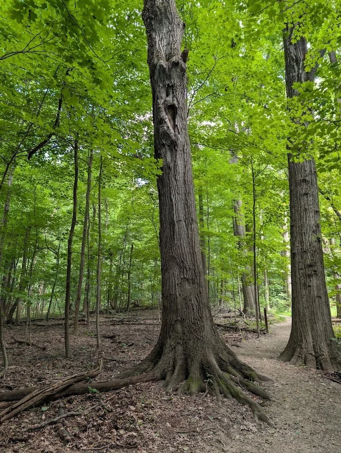 A forest scene with tall trees and green foliage, featuring a prominent large tree with roots visible at the base and a dirt trail on the right side.