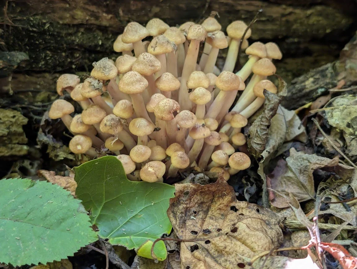 Cluster of small tan mushrooms growing among fallen leaves on a forest floor.