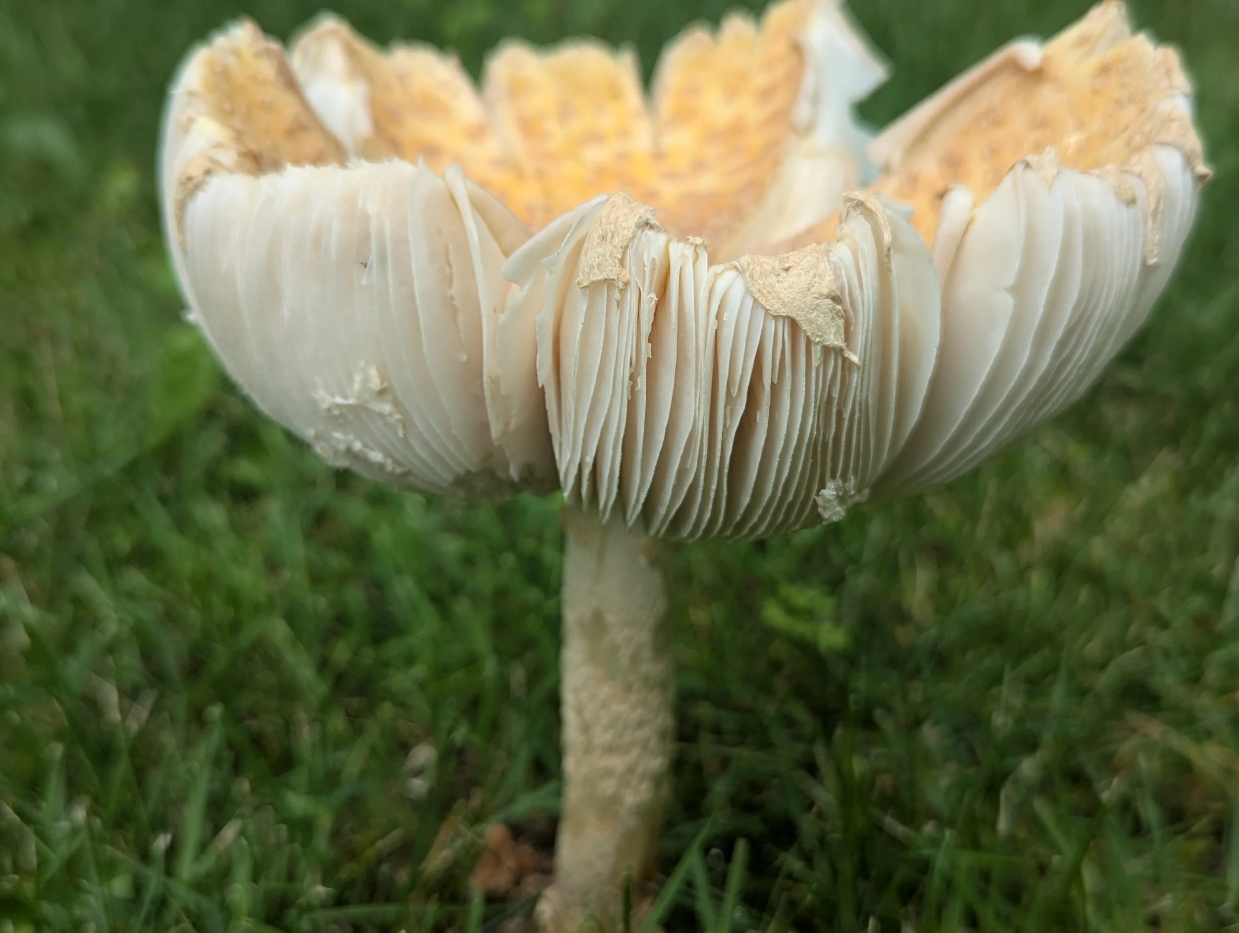 Close-up of a large white mushroom with gills, growing in green grass.